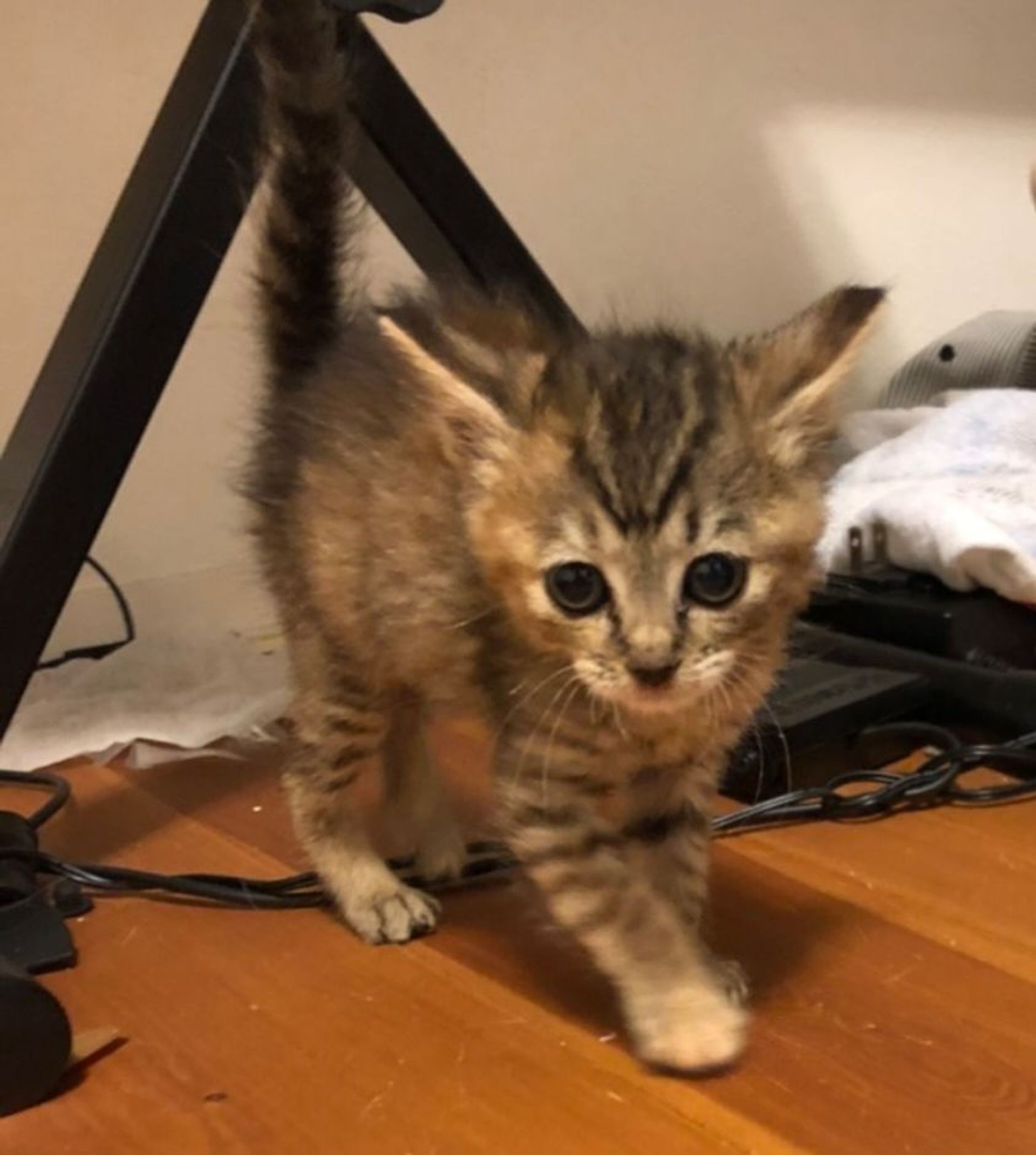 雑種（ミックス猫）・メスの里親募集の写真