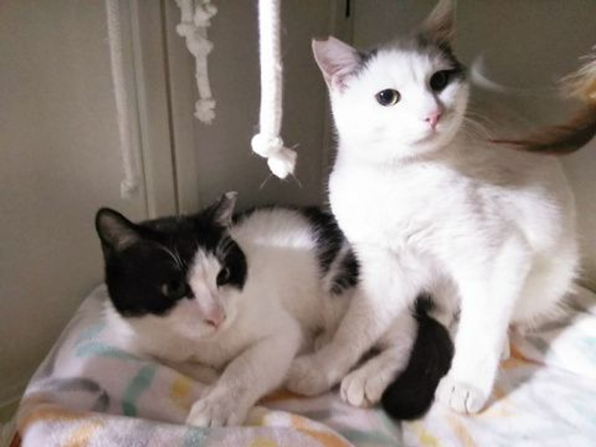 雑種（ミックス猫）・メスの里親募集の写真