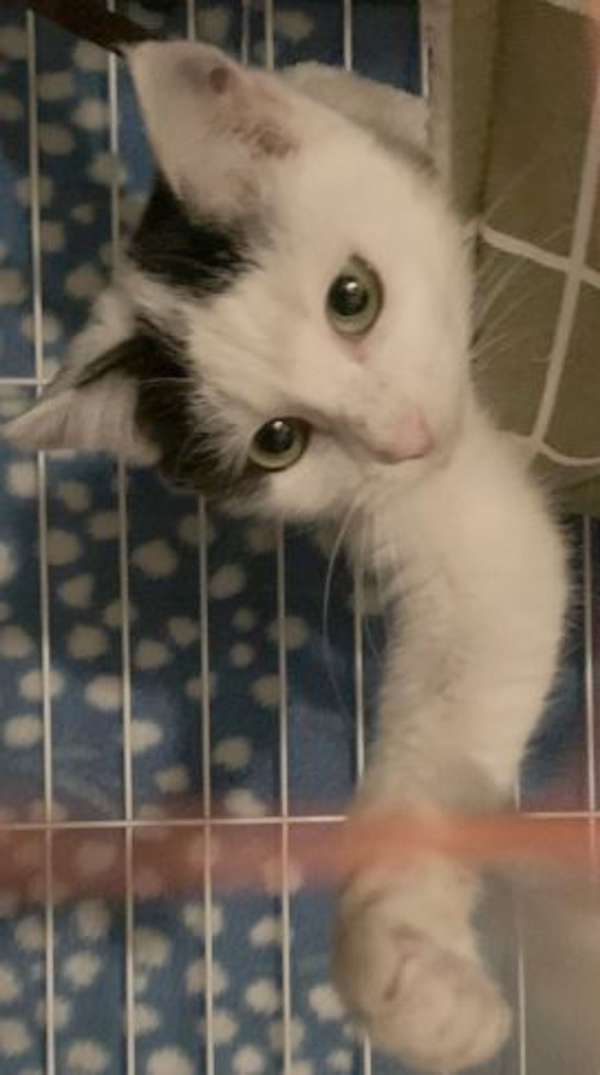 雑種（ミックス猫）・メスの里親募集の写真