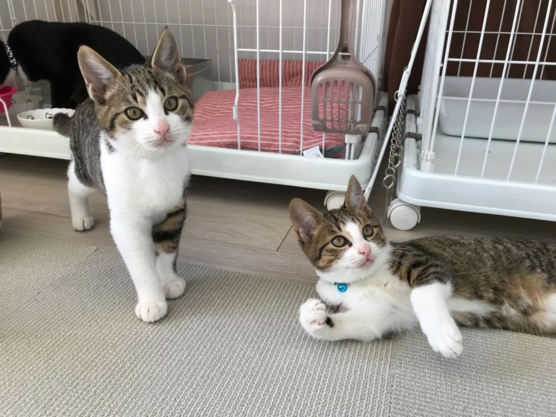 雑種（ミックス猫）・オスの里親募集の写真
