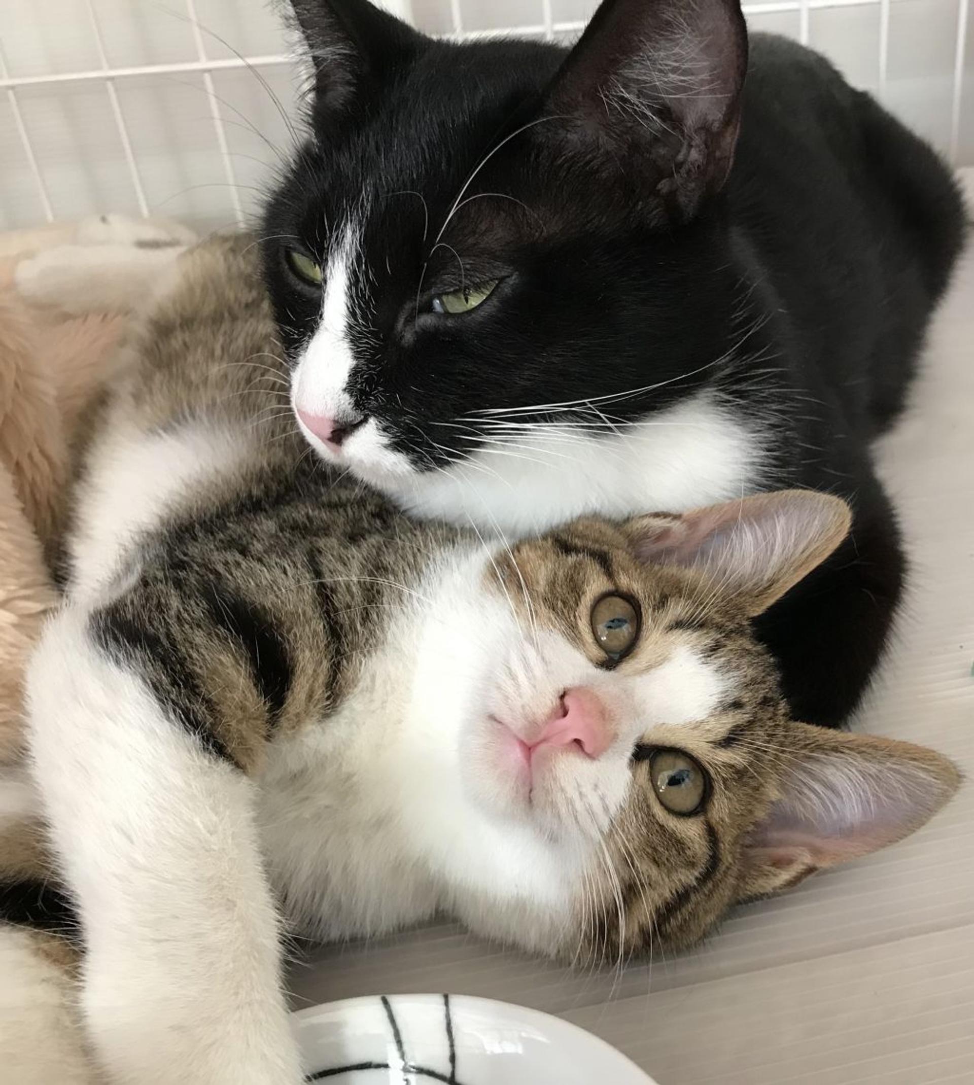 pet-image-3