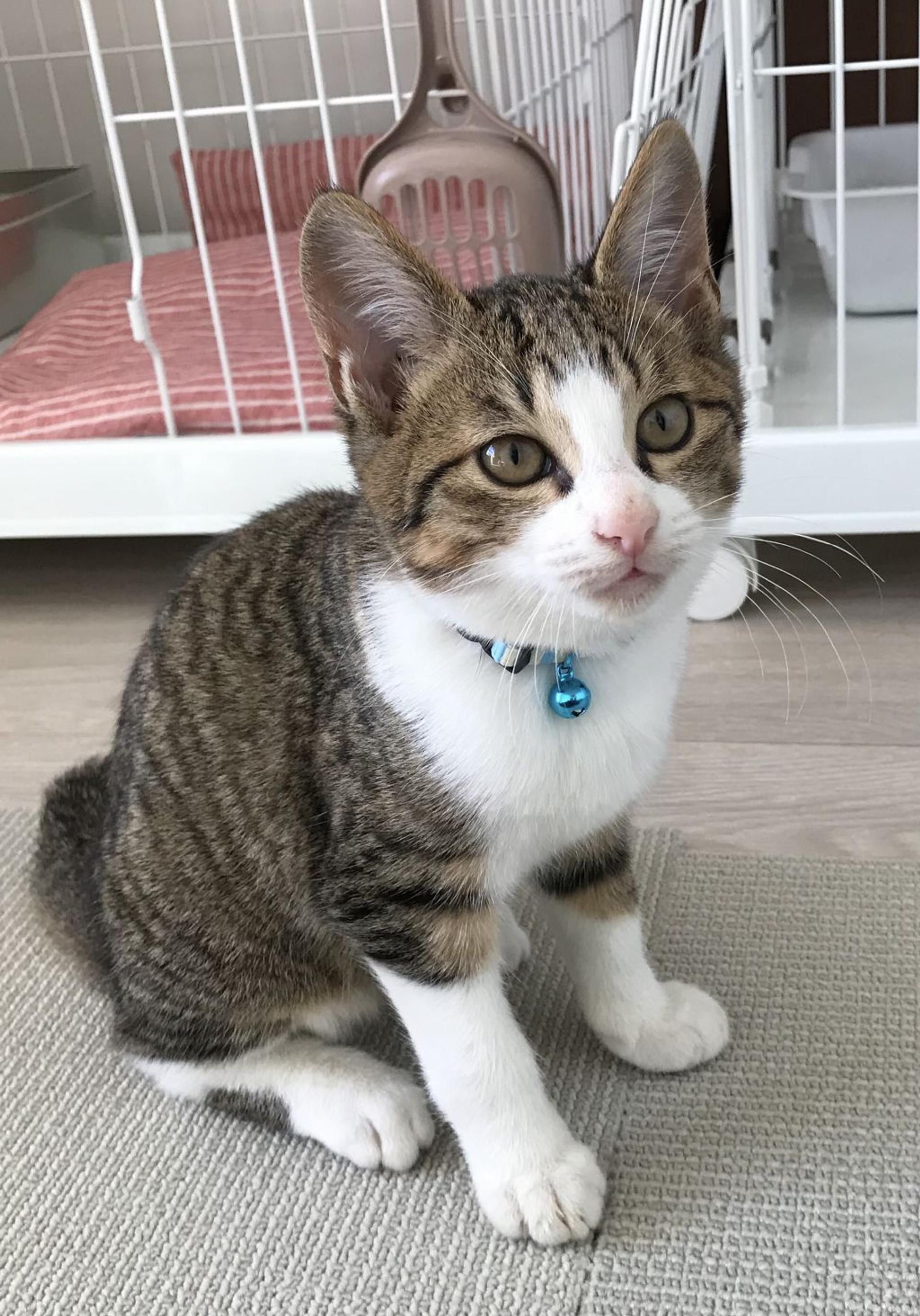 pet-image-6