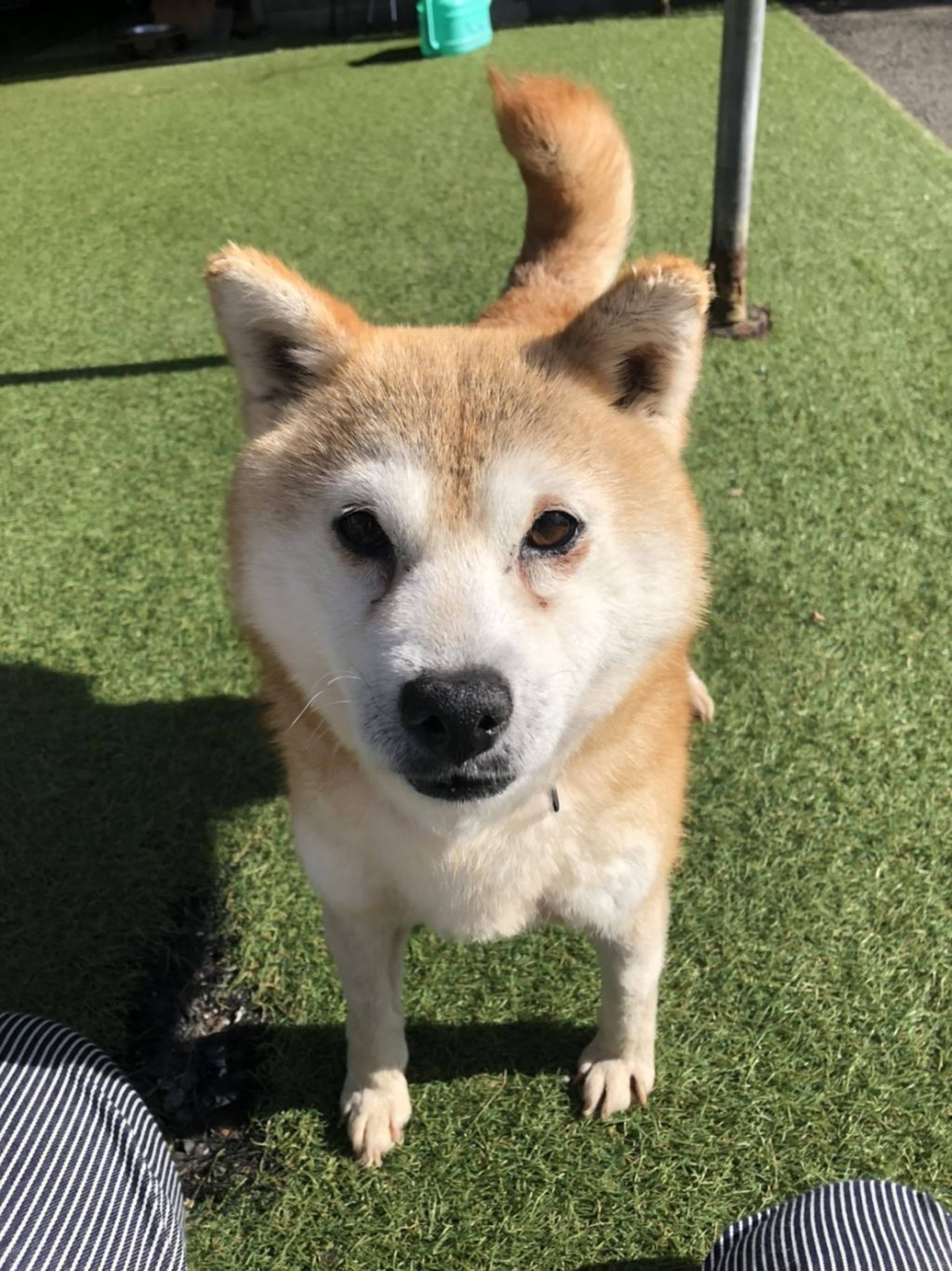 柴犬・メスの里親募集の写真
