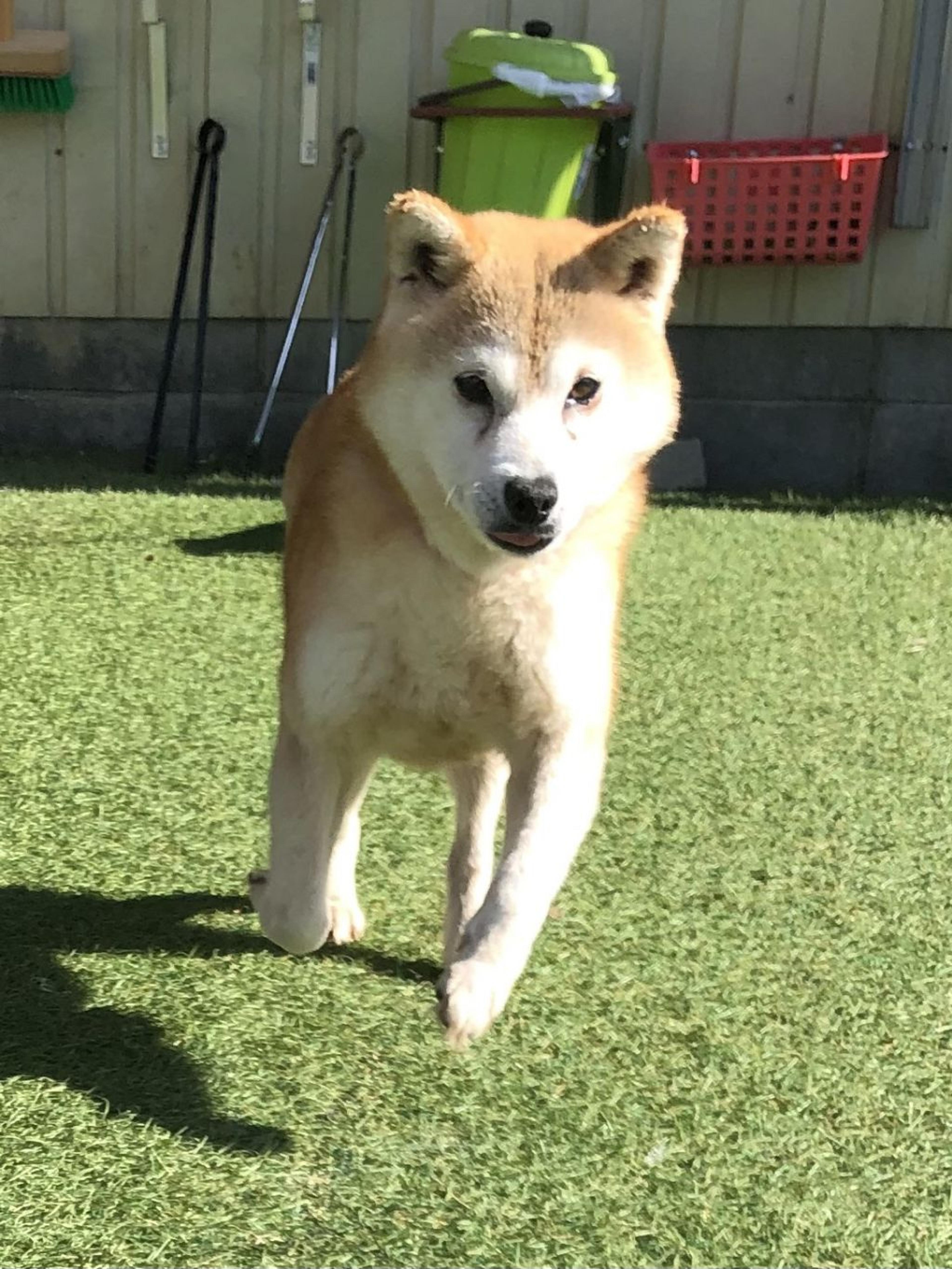 pet-image-2