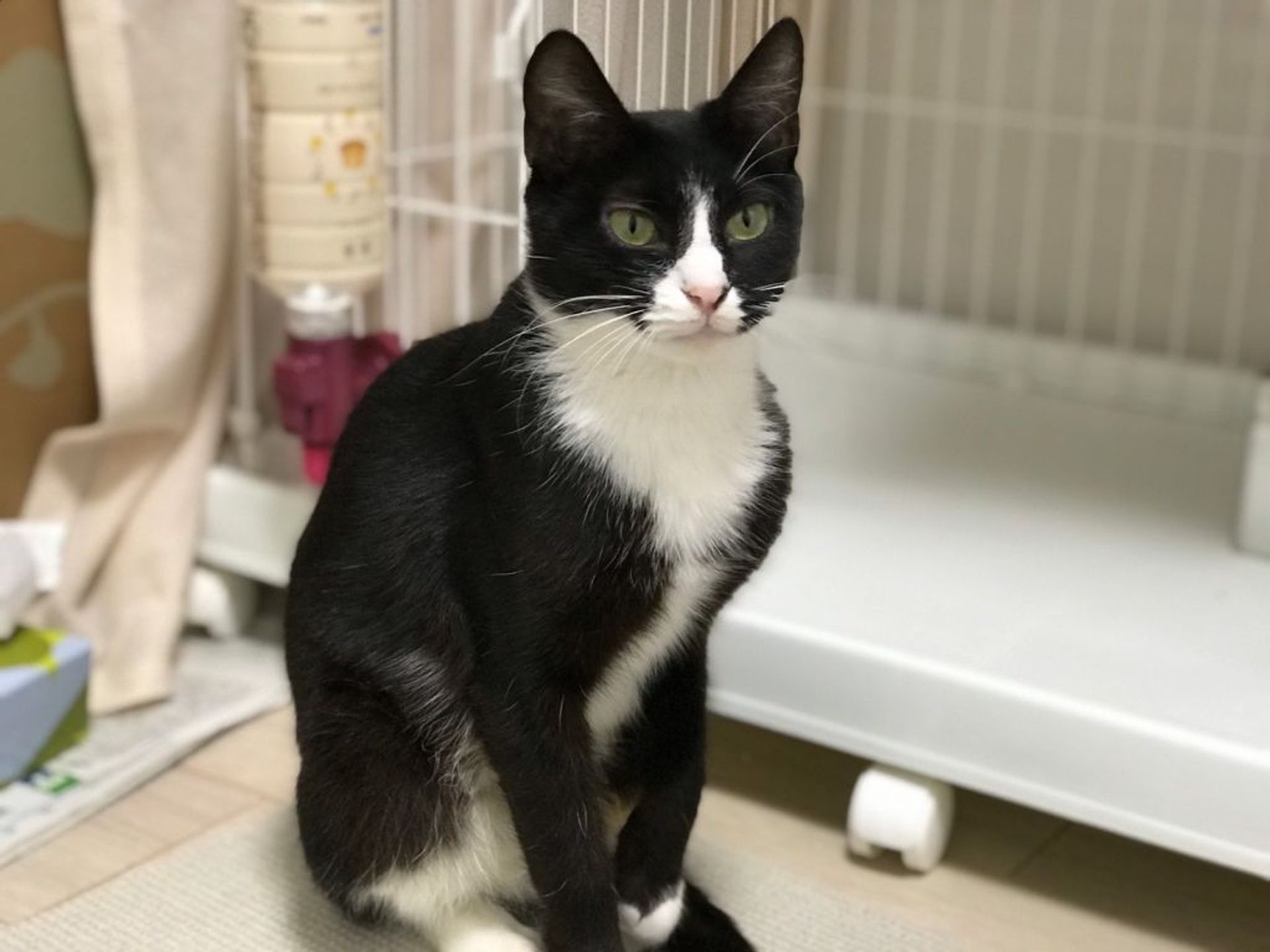 雑種（ミックス猫）・メスの里親募集の写真