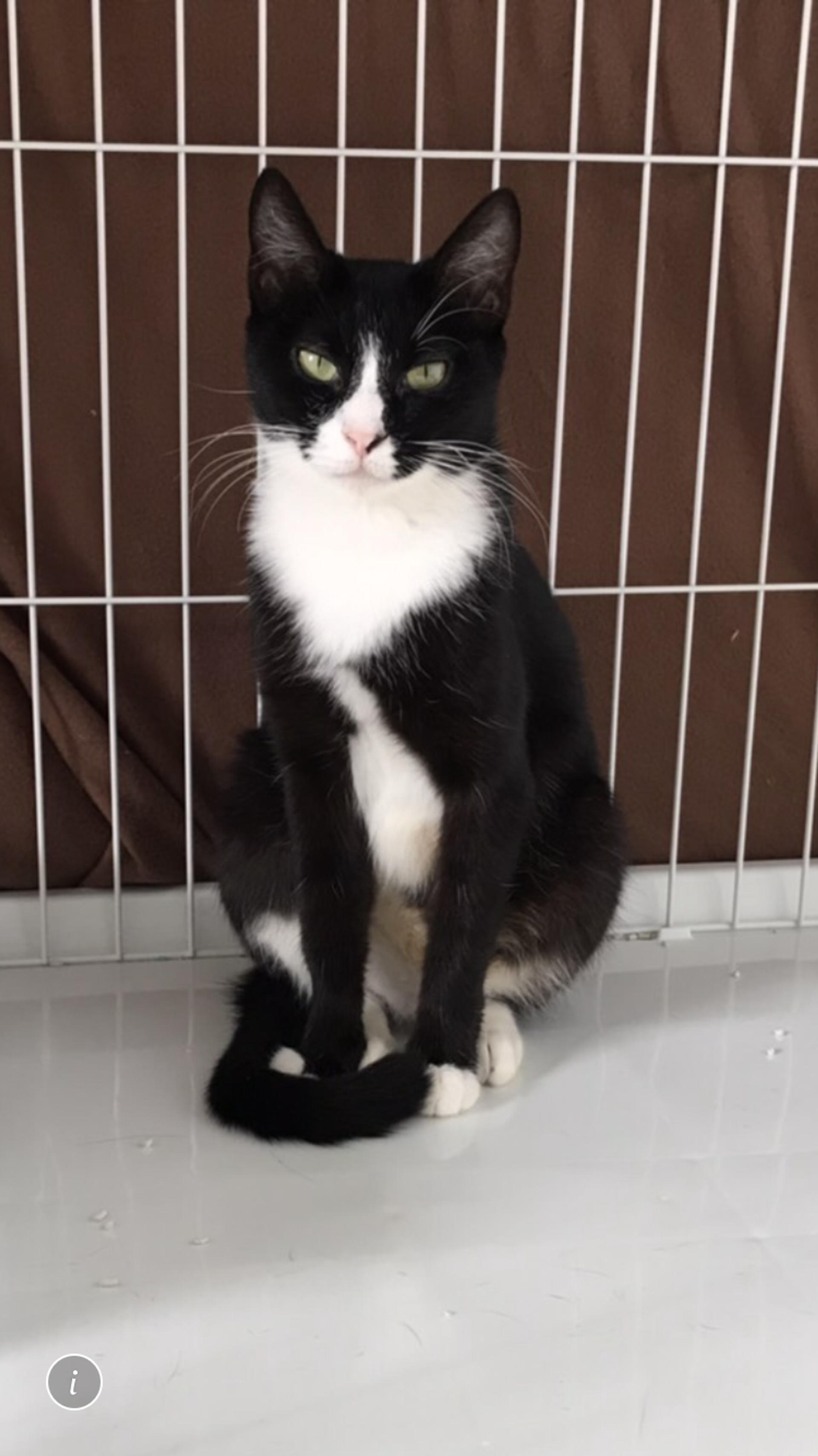 pet-image-2