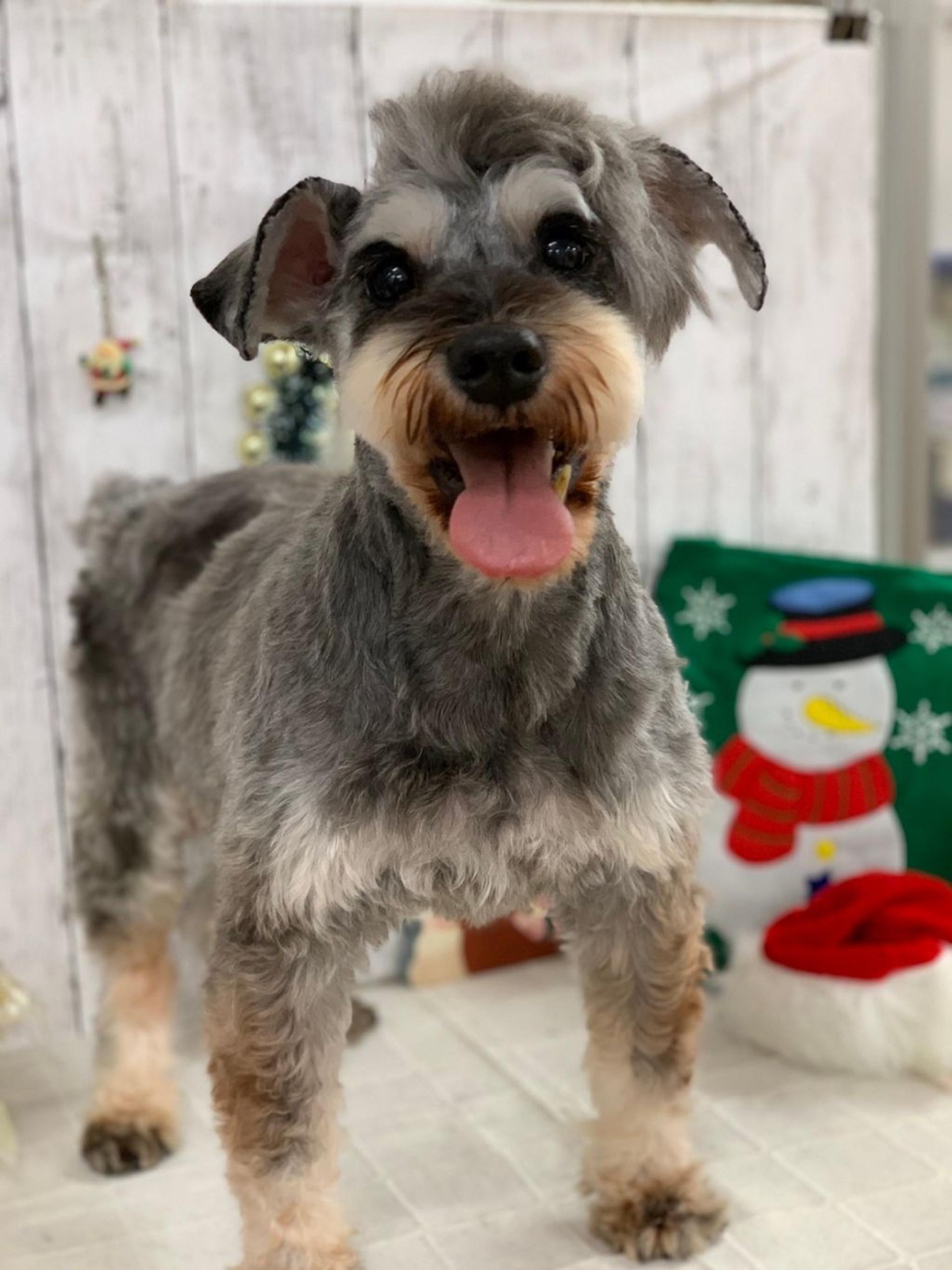 pet-image-2