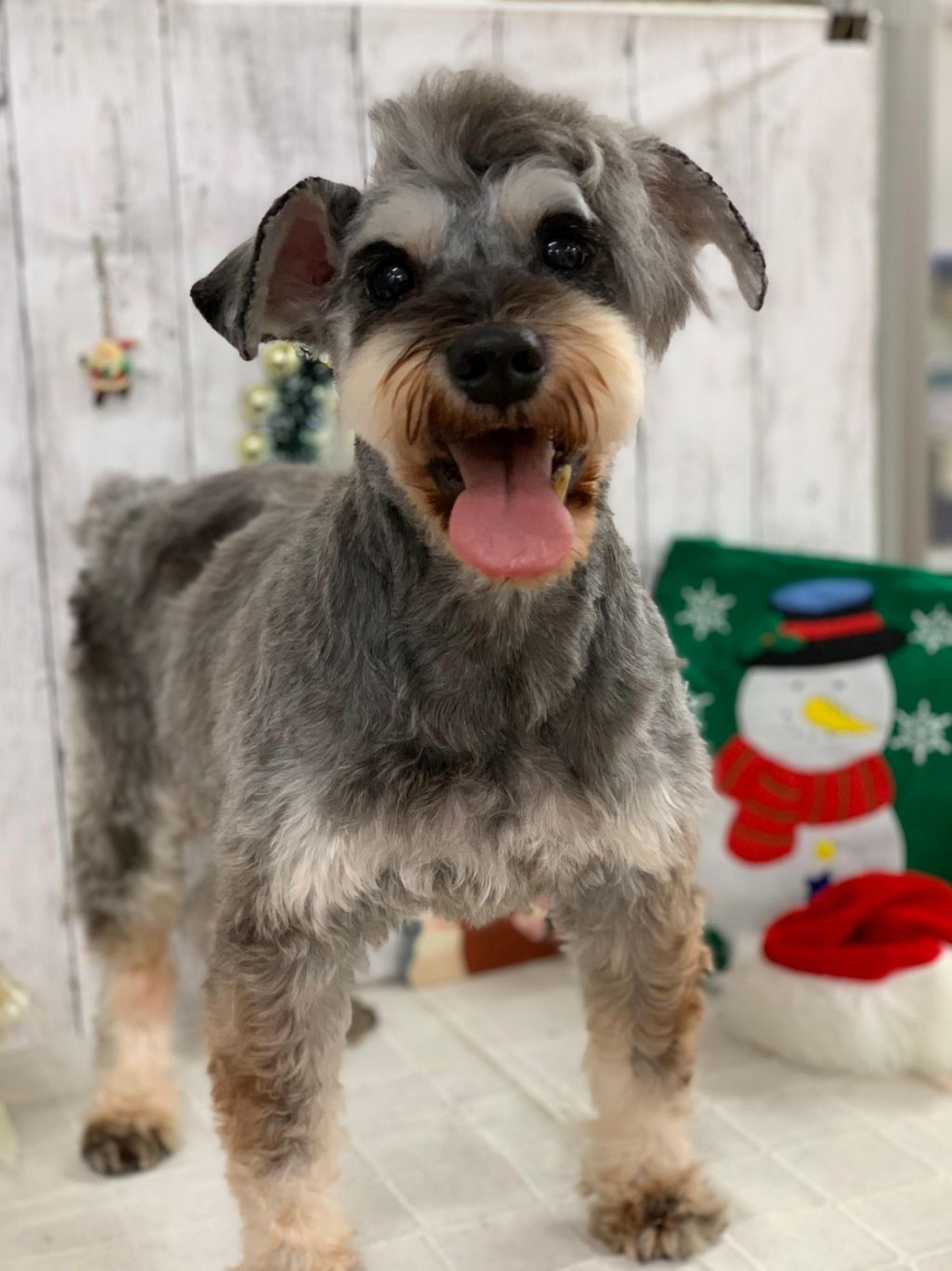 pet-image-2
