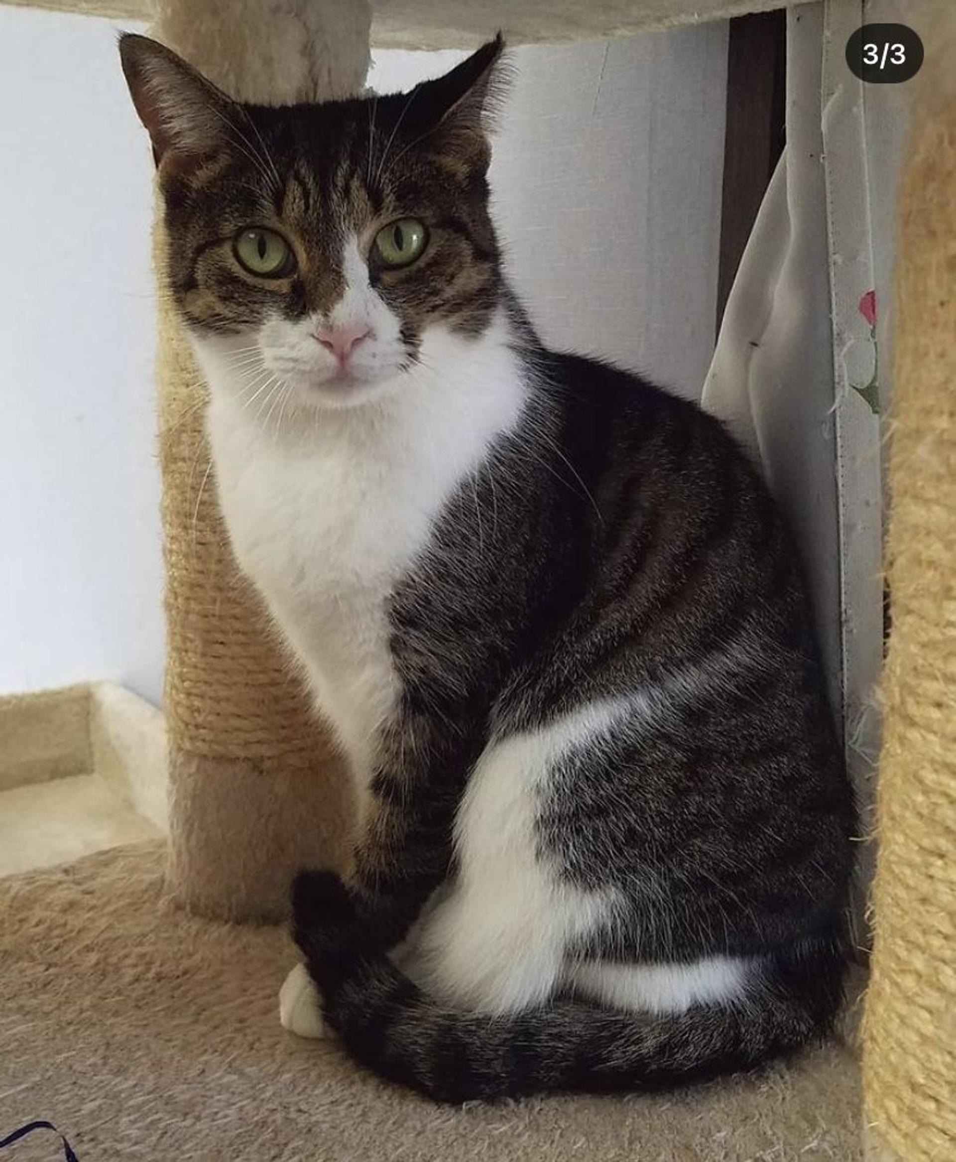 pet-image-9