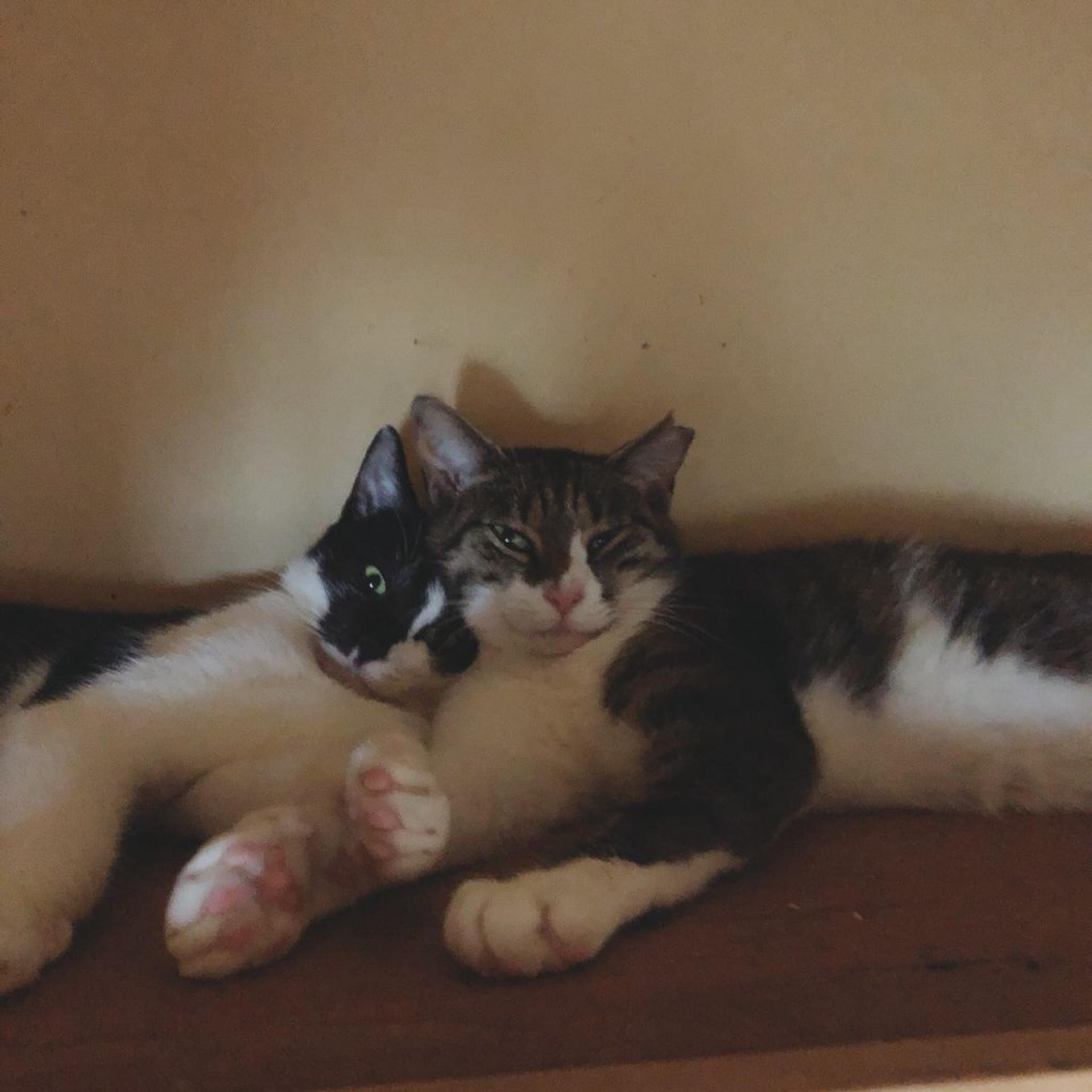 pet-image-10