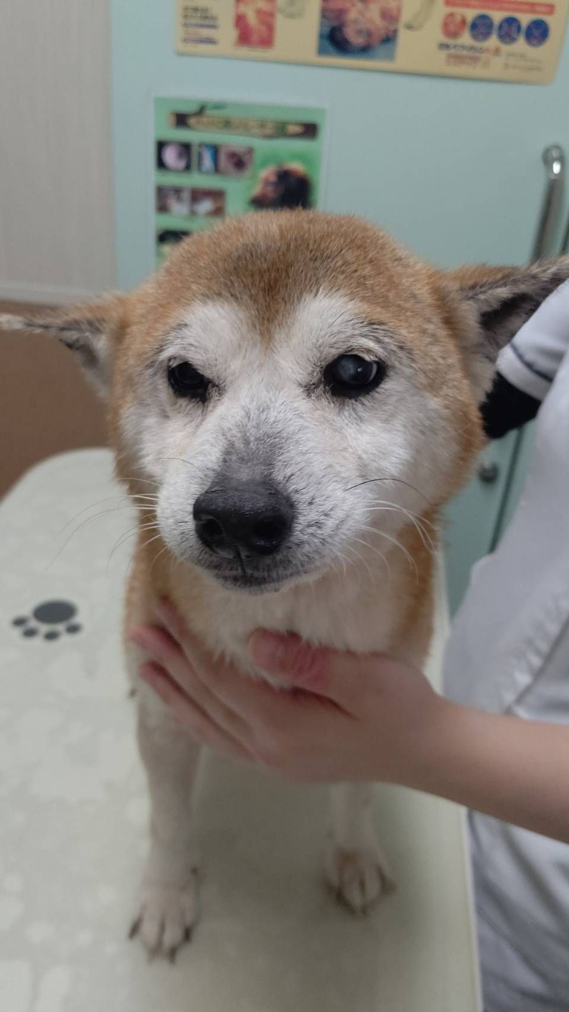 柴犬・メスの里親募集の写真