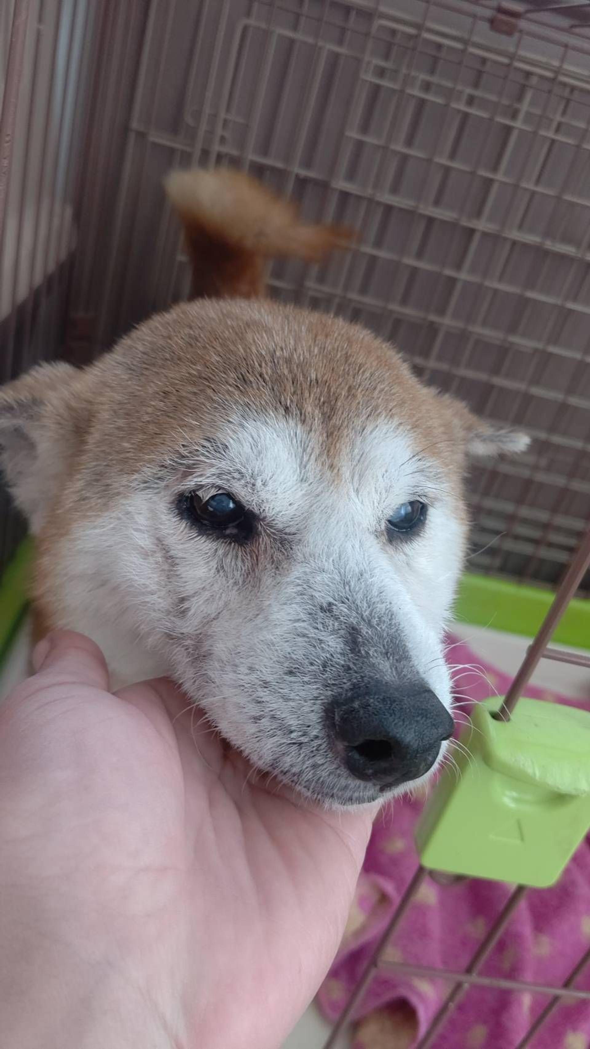 pet-image-2