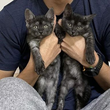 ブラックスモーク3兄妹の写真