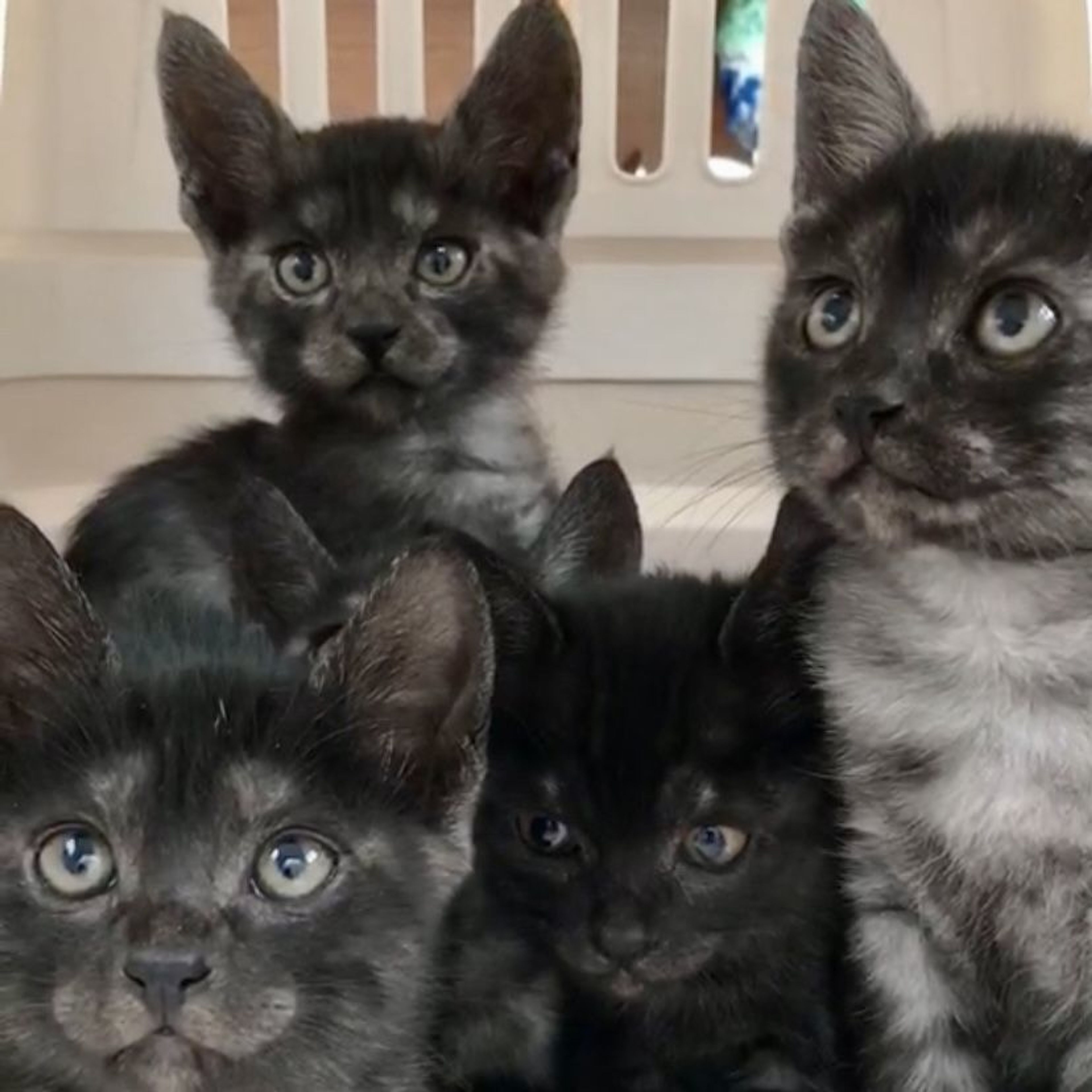 12/20芝浦】超スリゴロブラックスモーク三兄妹 | 雑種（ミックス猫