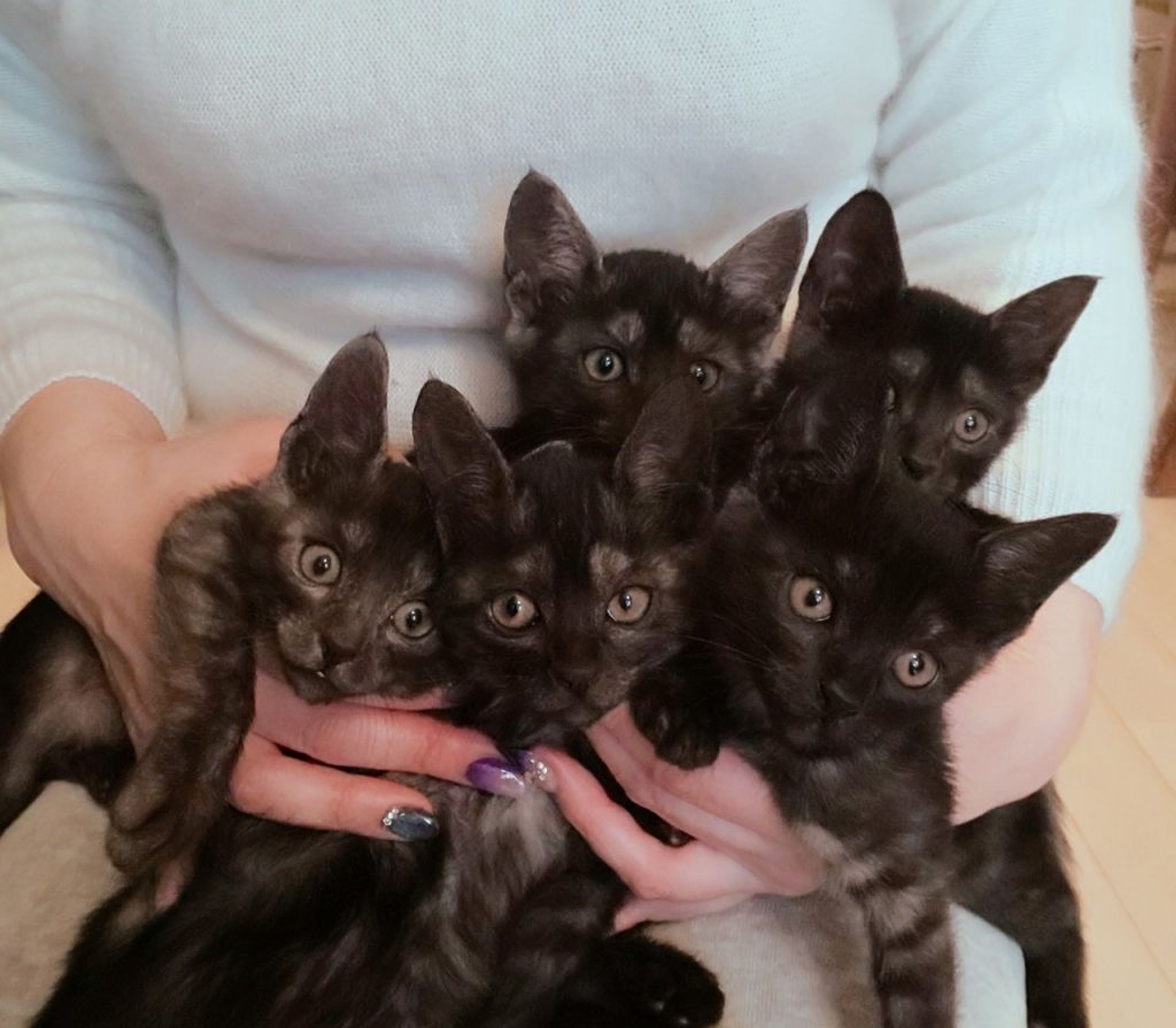 12/20芝浦】超スリゴロブラックスモーク三兄妹 | 雑種（ミックス猫