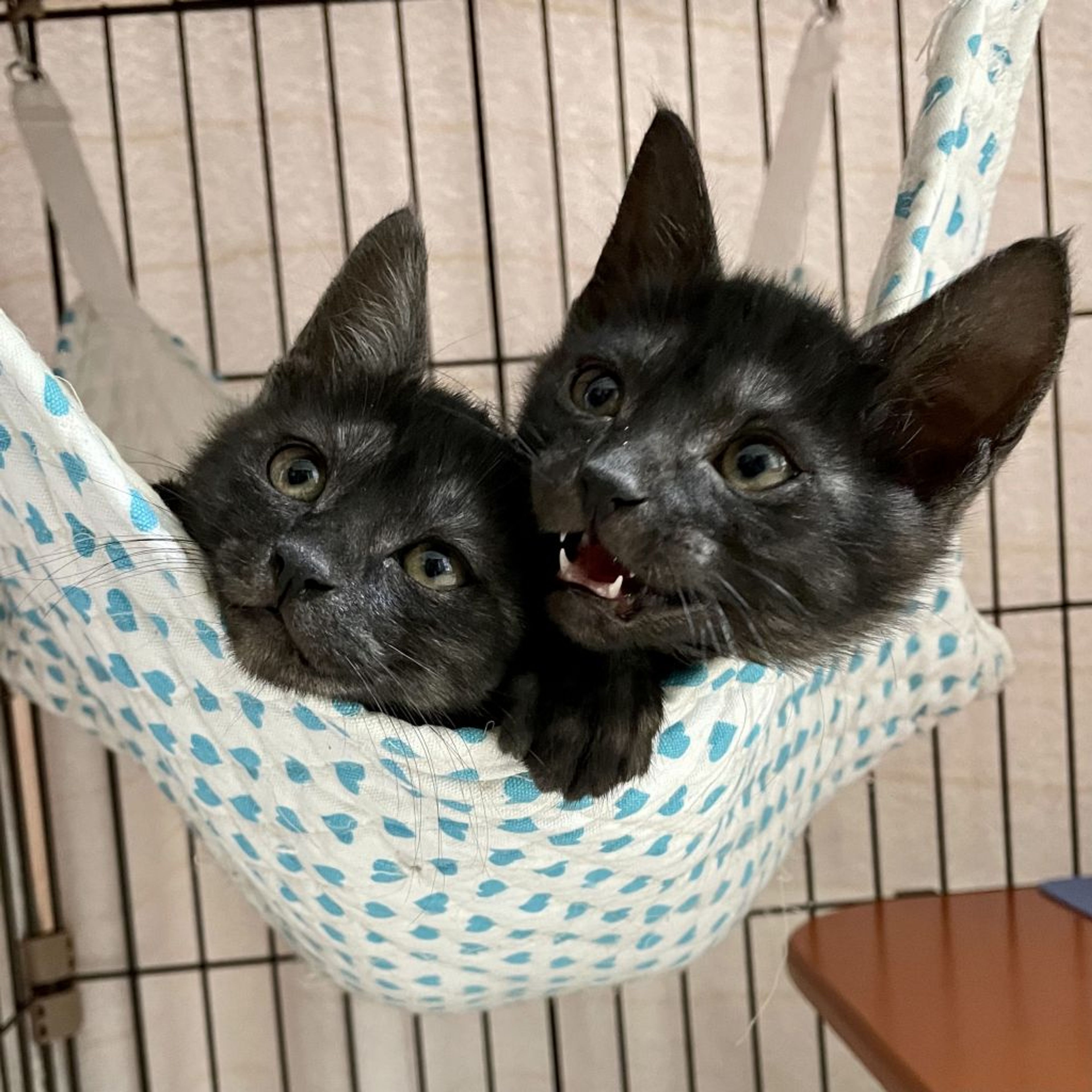 12/20芝浦】超スリゴロブラックスモーク三兄妹 | 雑種（ミックス猫