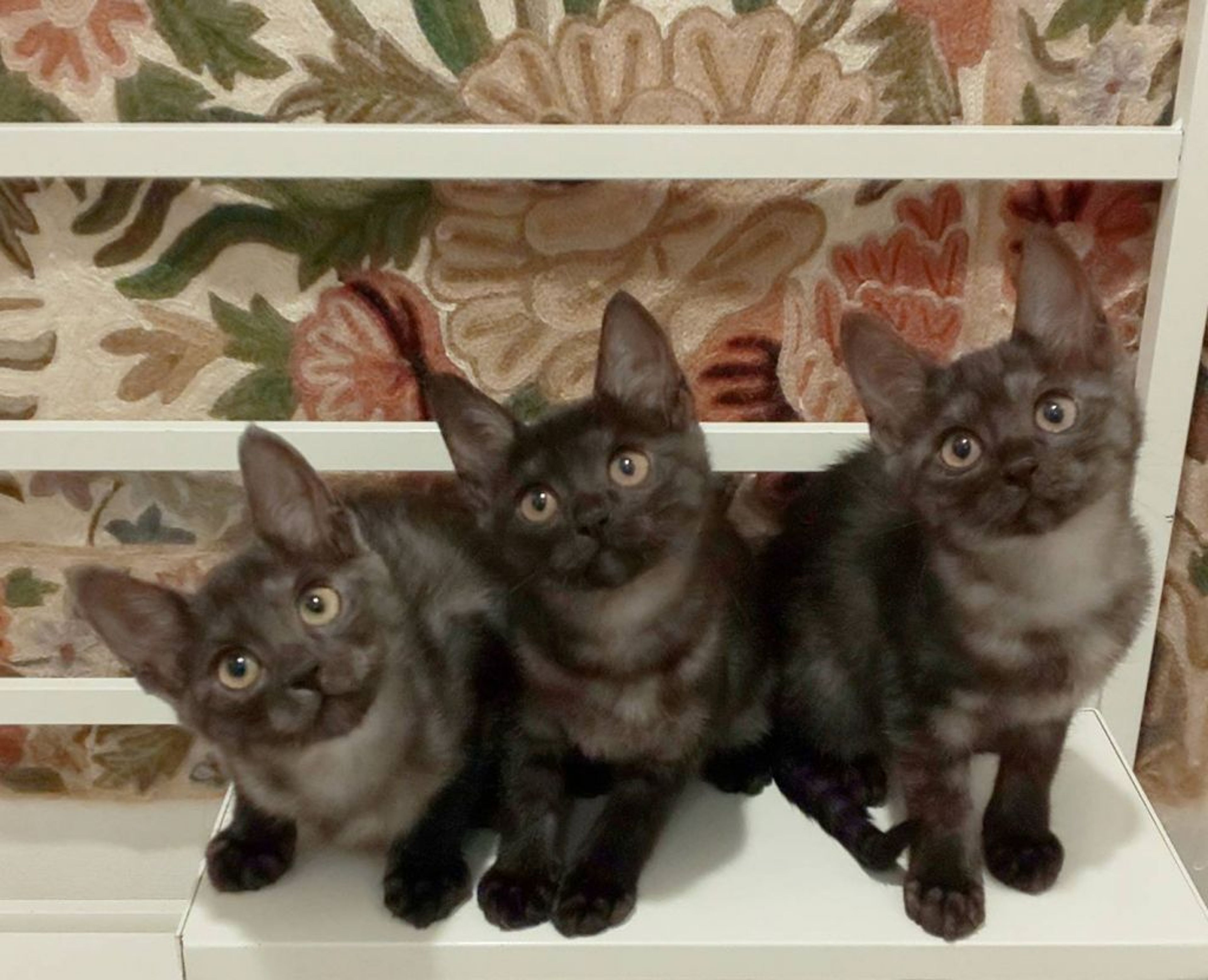 12/20芝浦】超スリゴロブラックスモーク三兄妹 | 雑種（ミックス猫