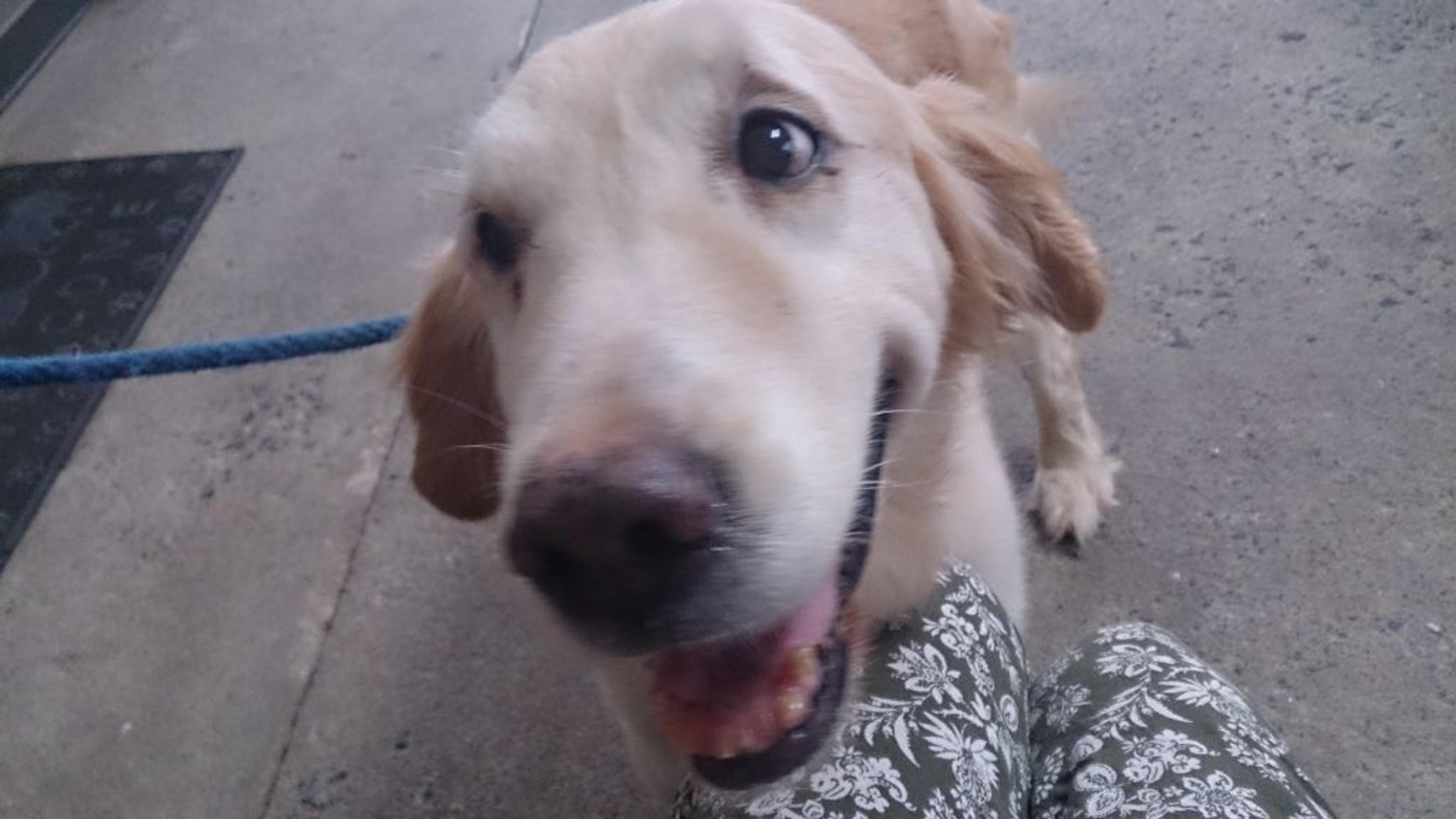 pet-image-2
