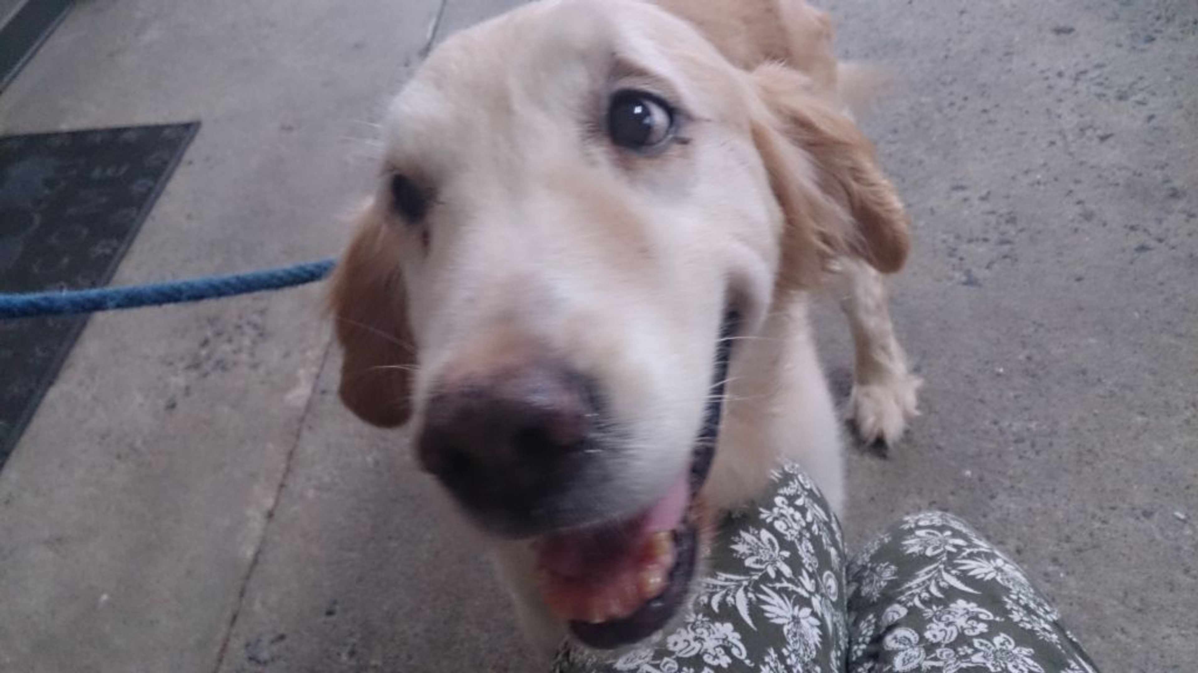 pet-image-2
