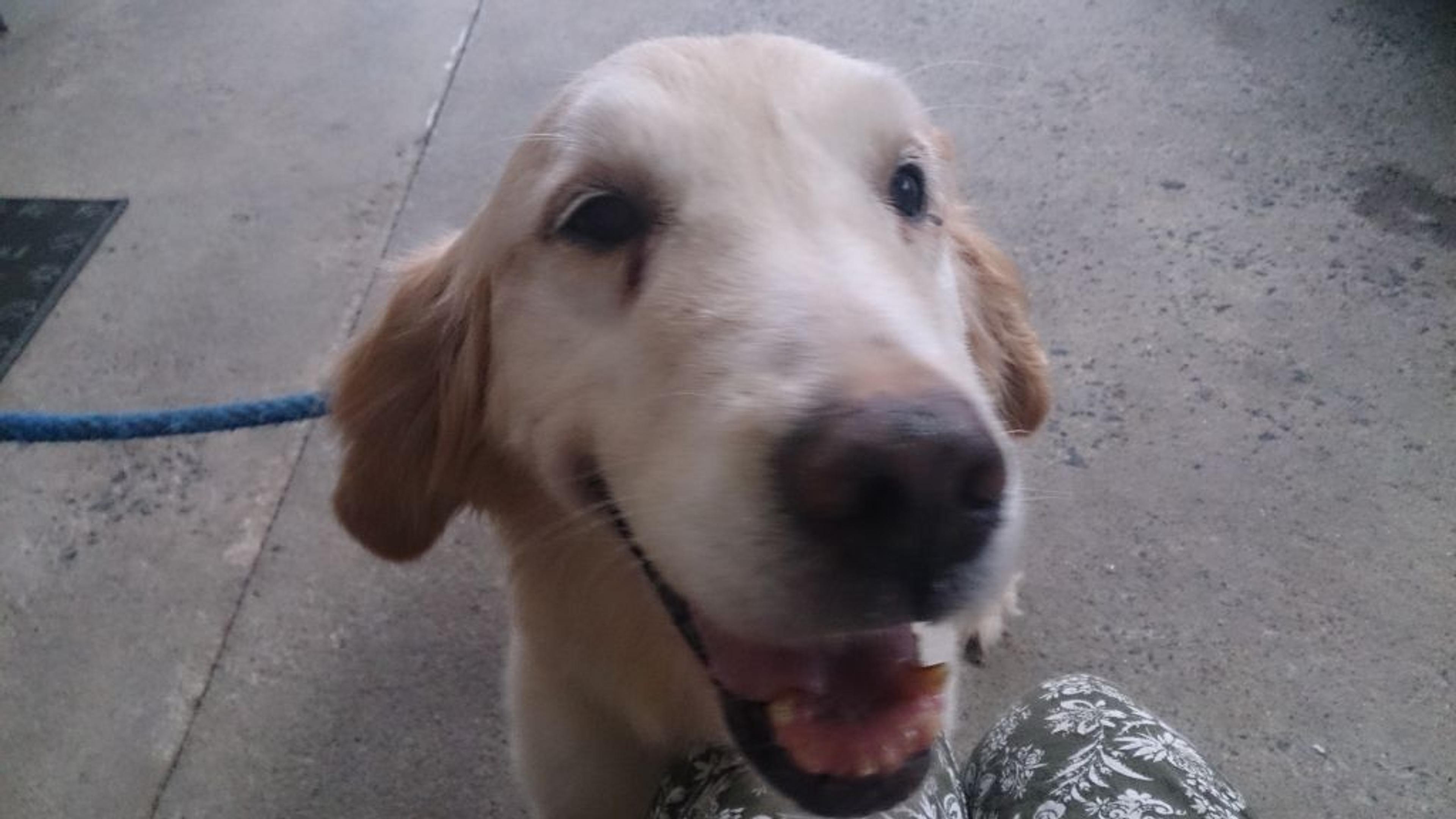 pet-image-3
