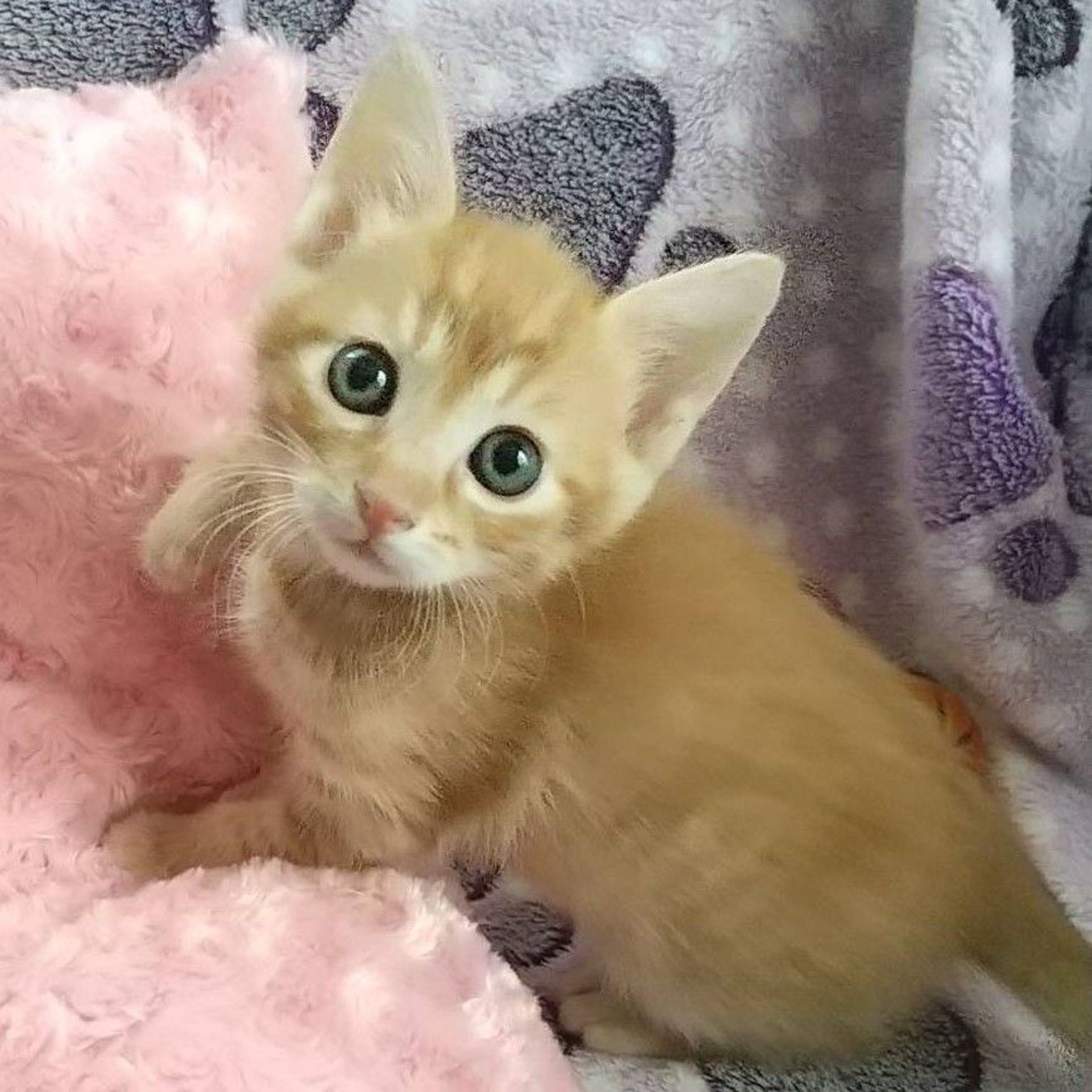 雑種（ミックス猫）・メスの里親募集の写真