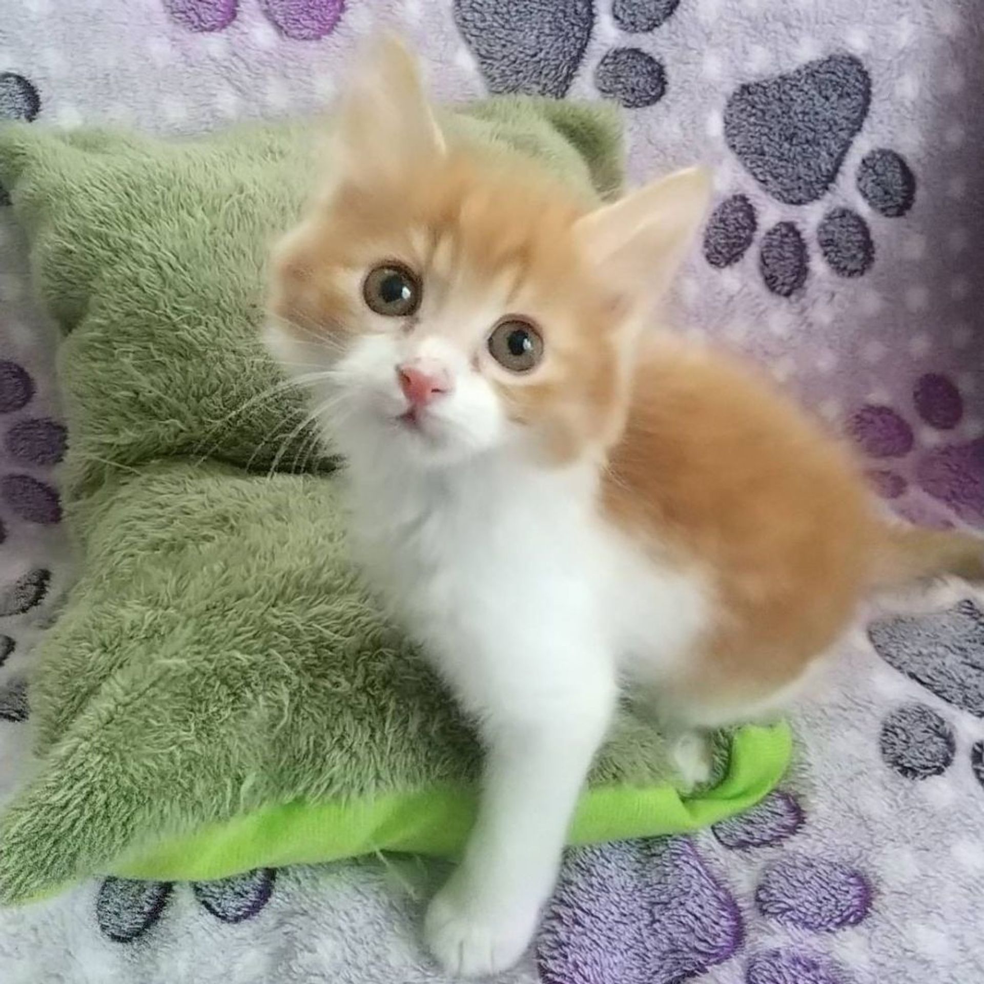 雑種（ミックス猫）・オスの里親募集の写真