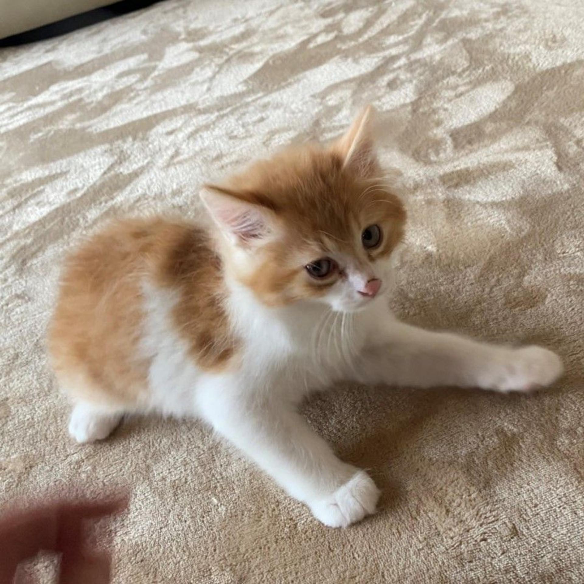 pet-image-3