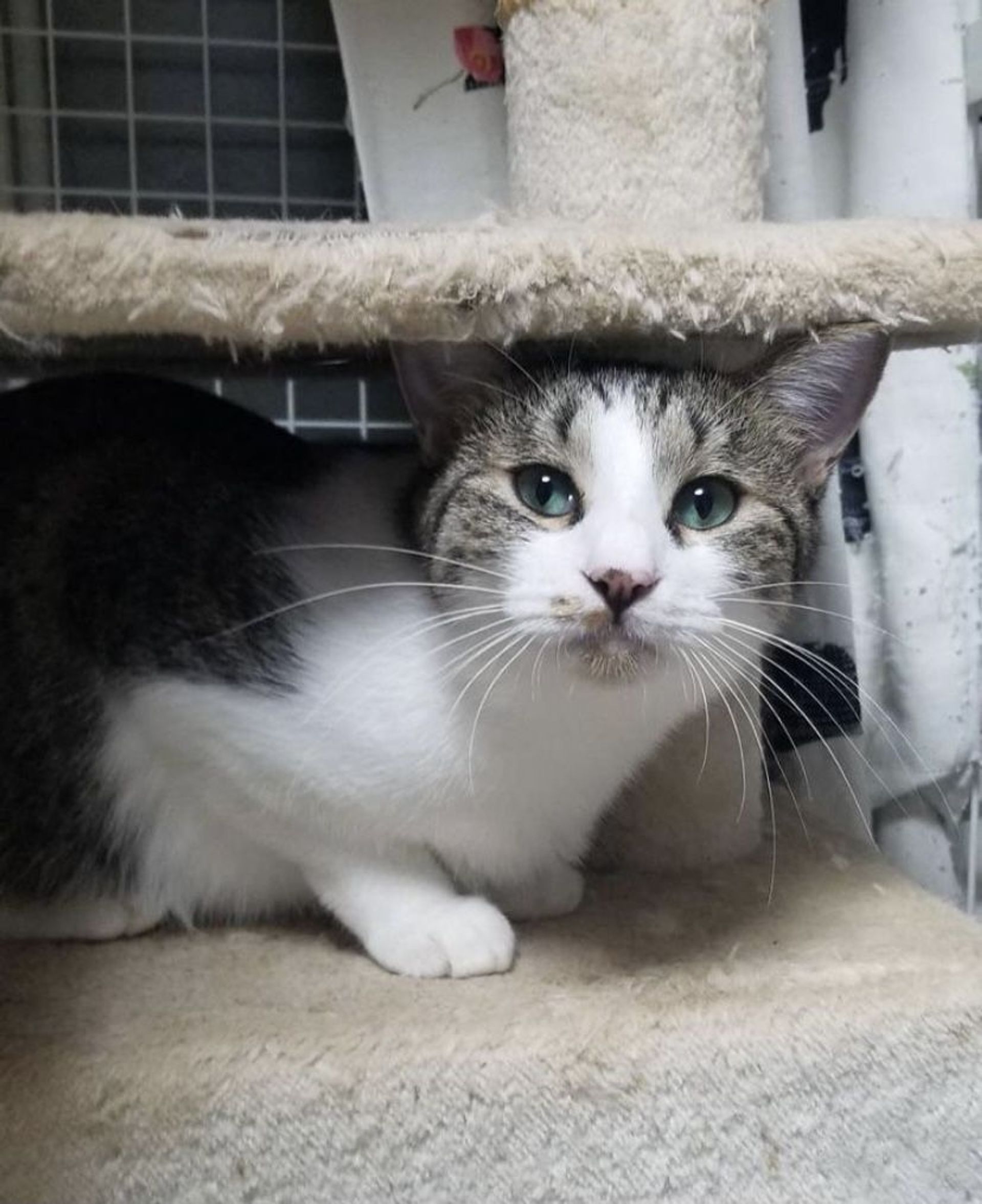雑種（ミックス猫）・オスの里親募集の写真