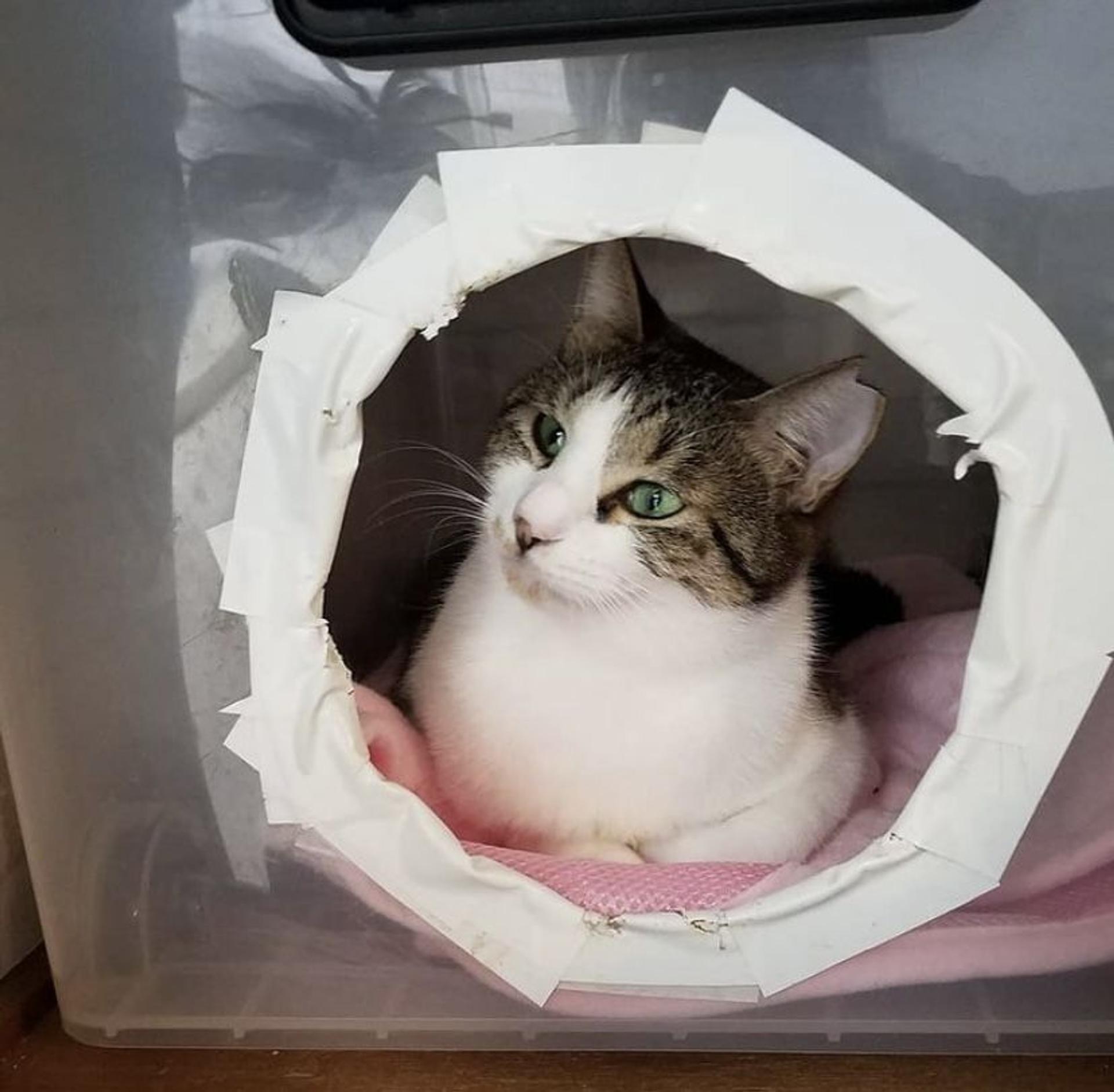 pet-image-3