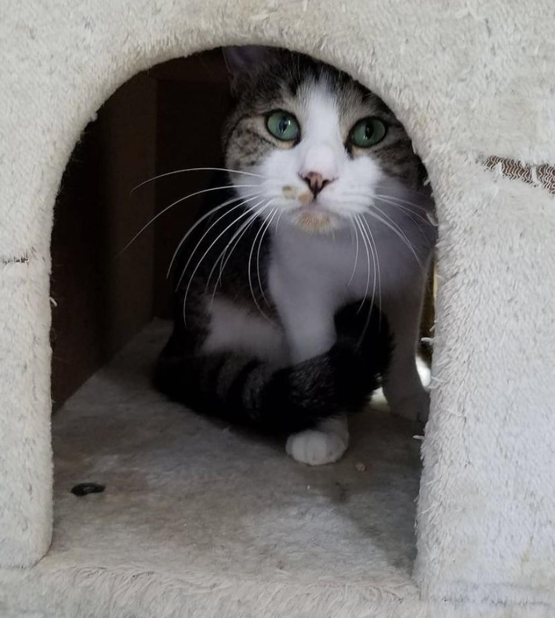pet-image-4