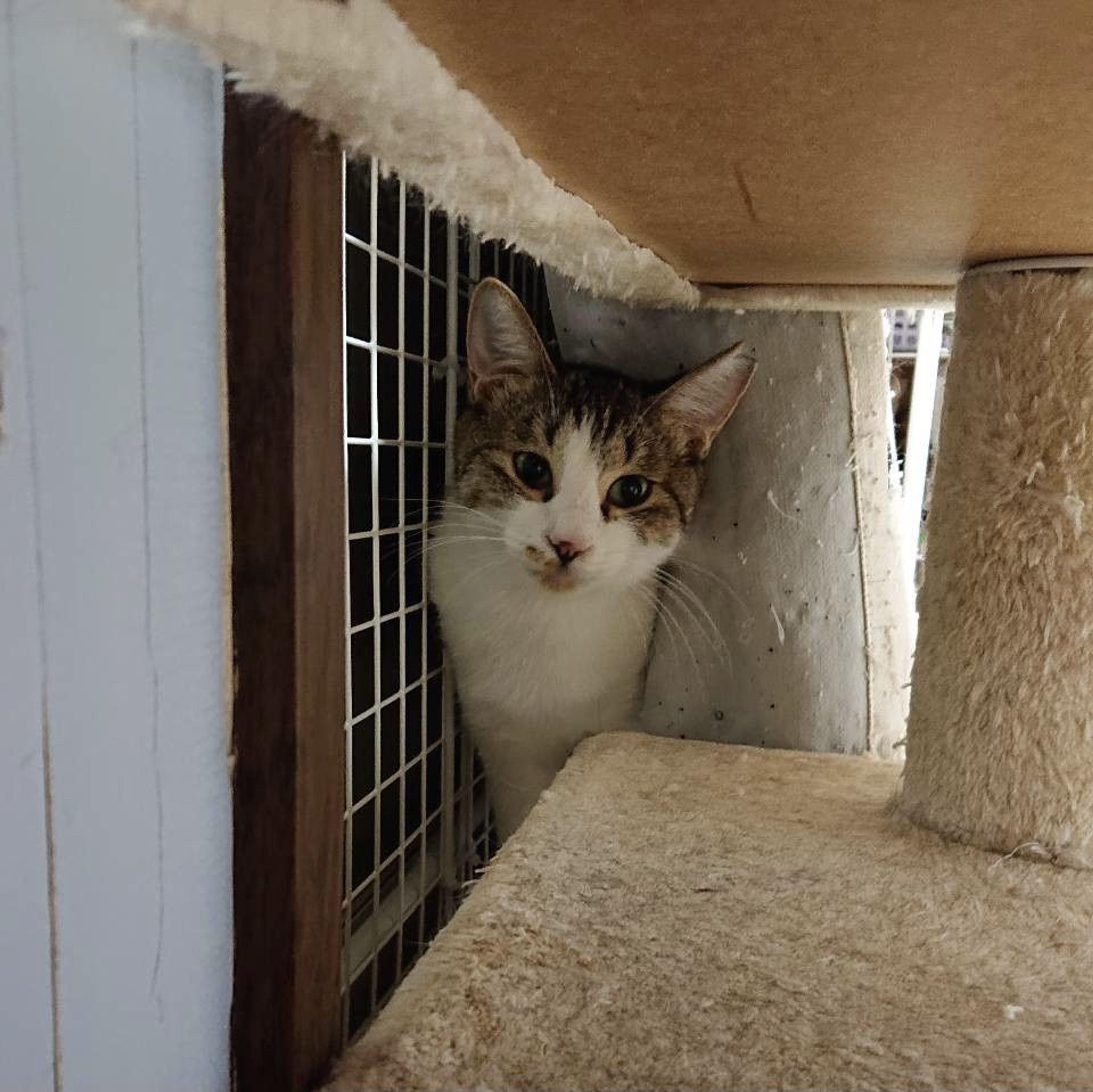 pet-image-8