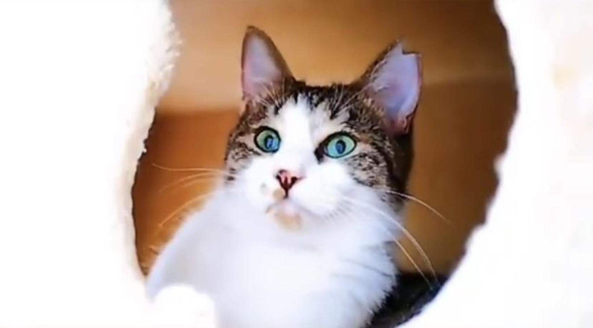 pet-image-9