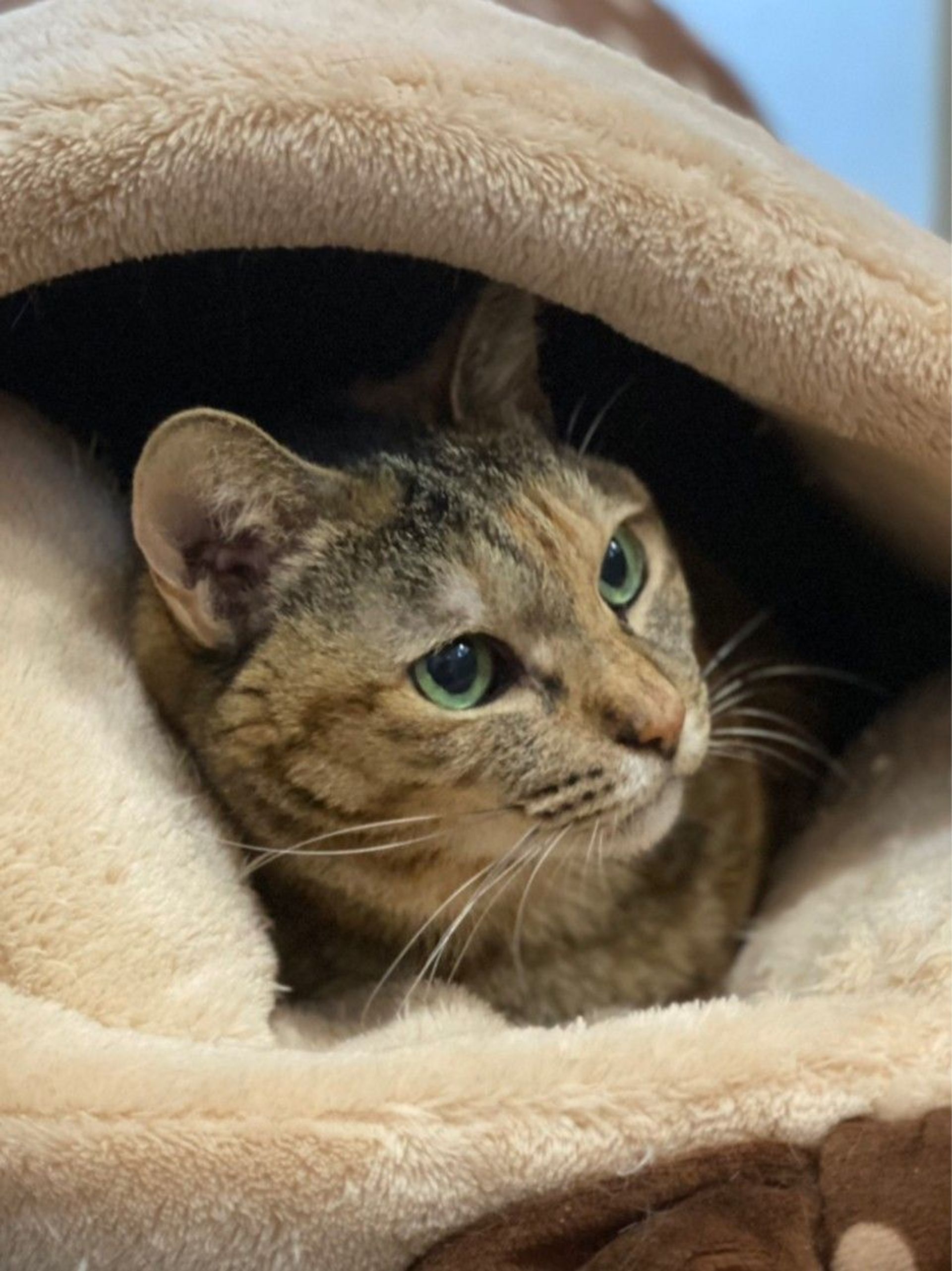 雑種（ミックス猫）・メスの里親募集の写真
