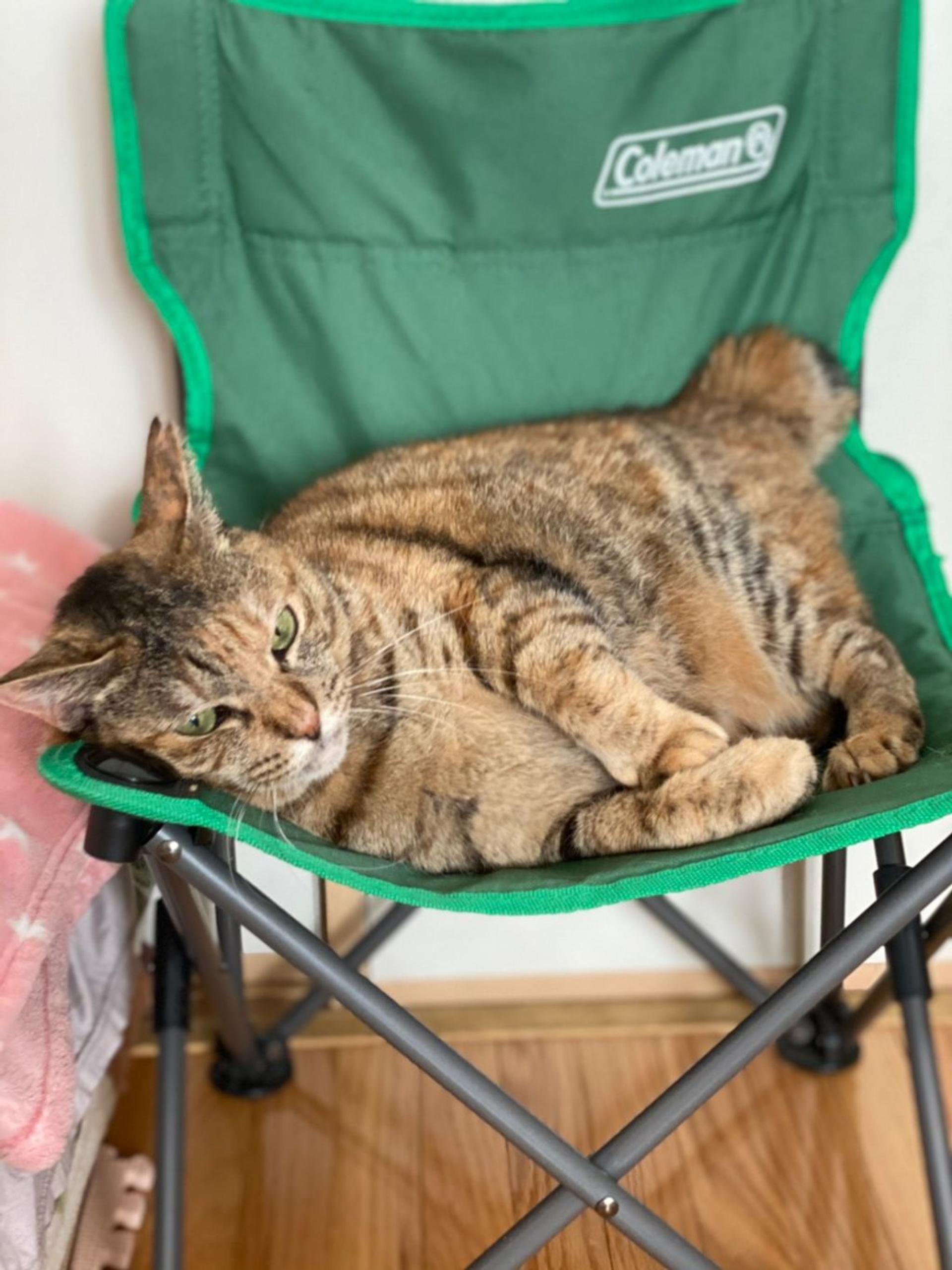 pet-image-5