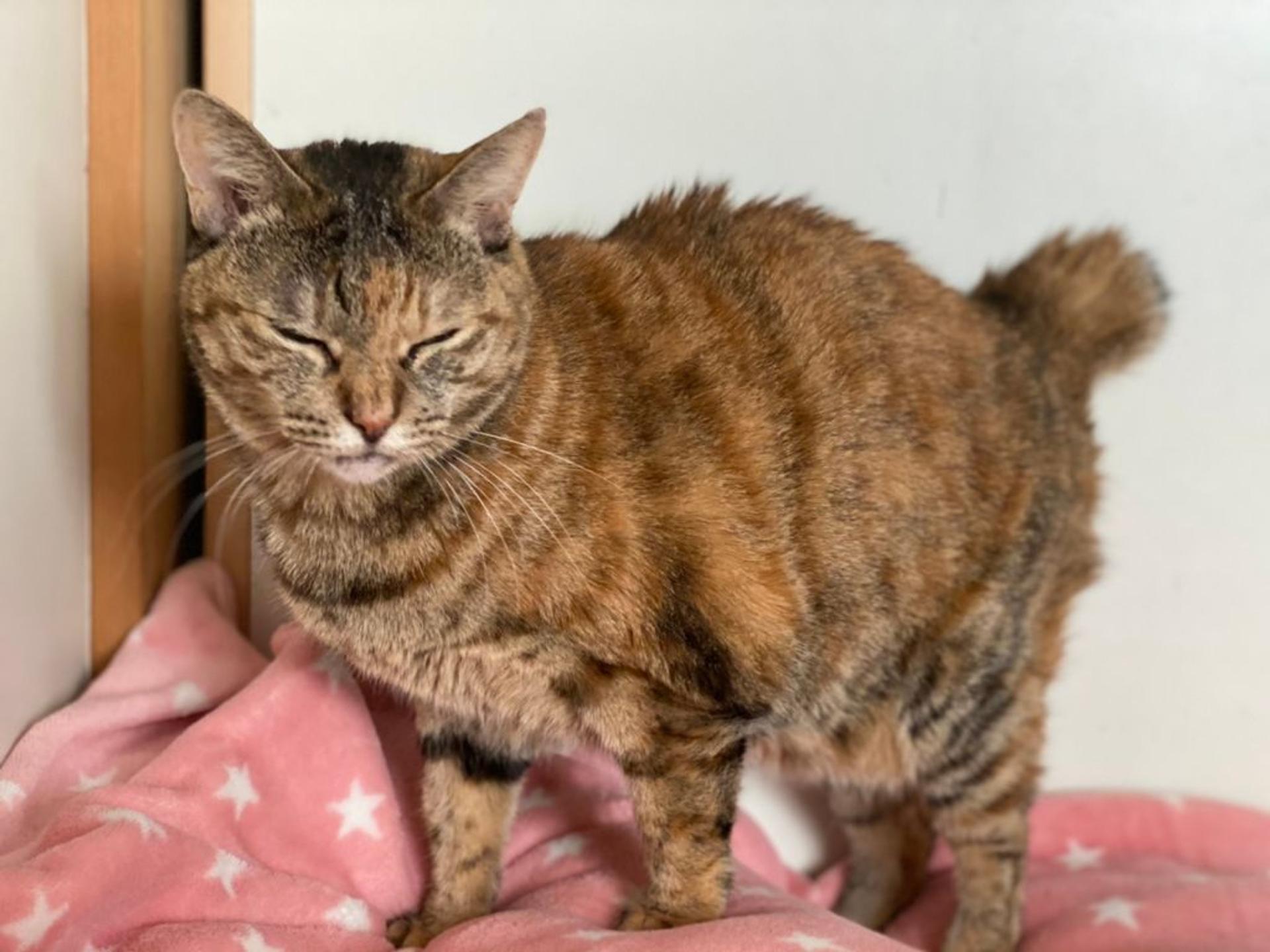 pet-image-6
