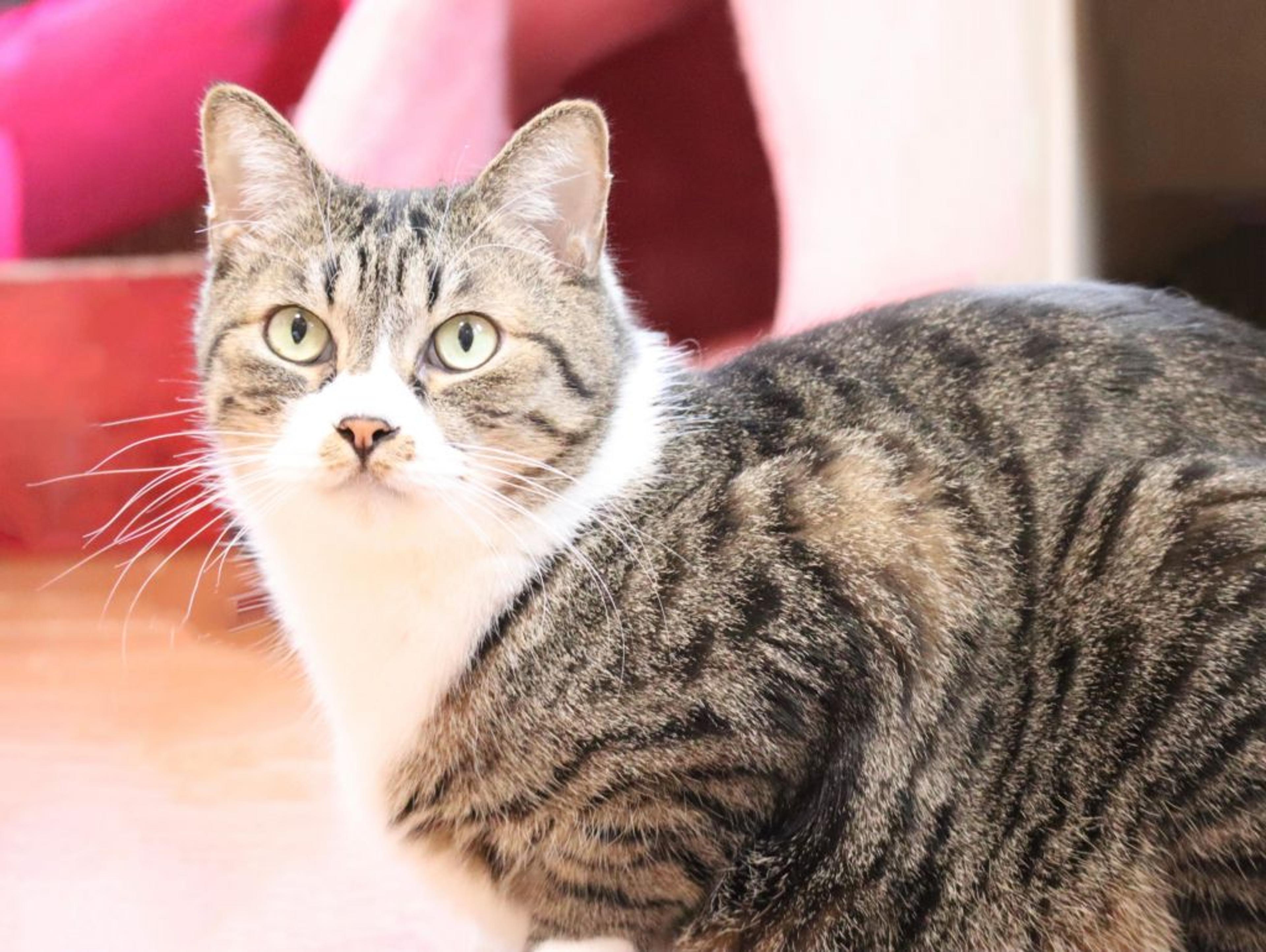 pet-image-2