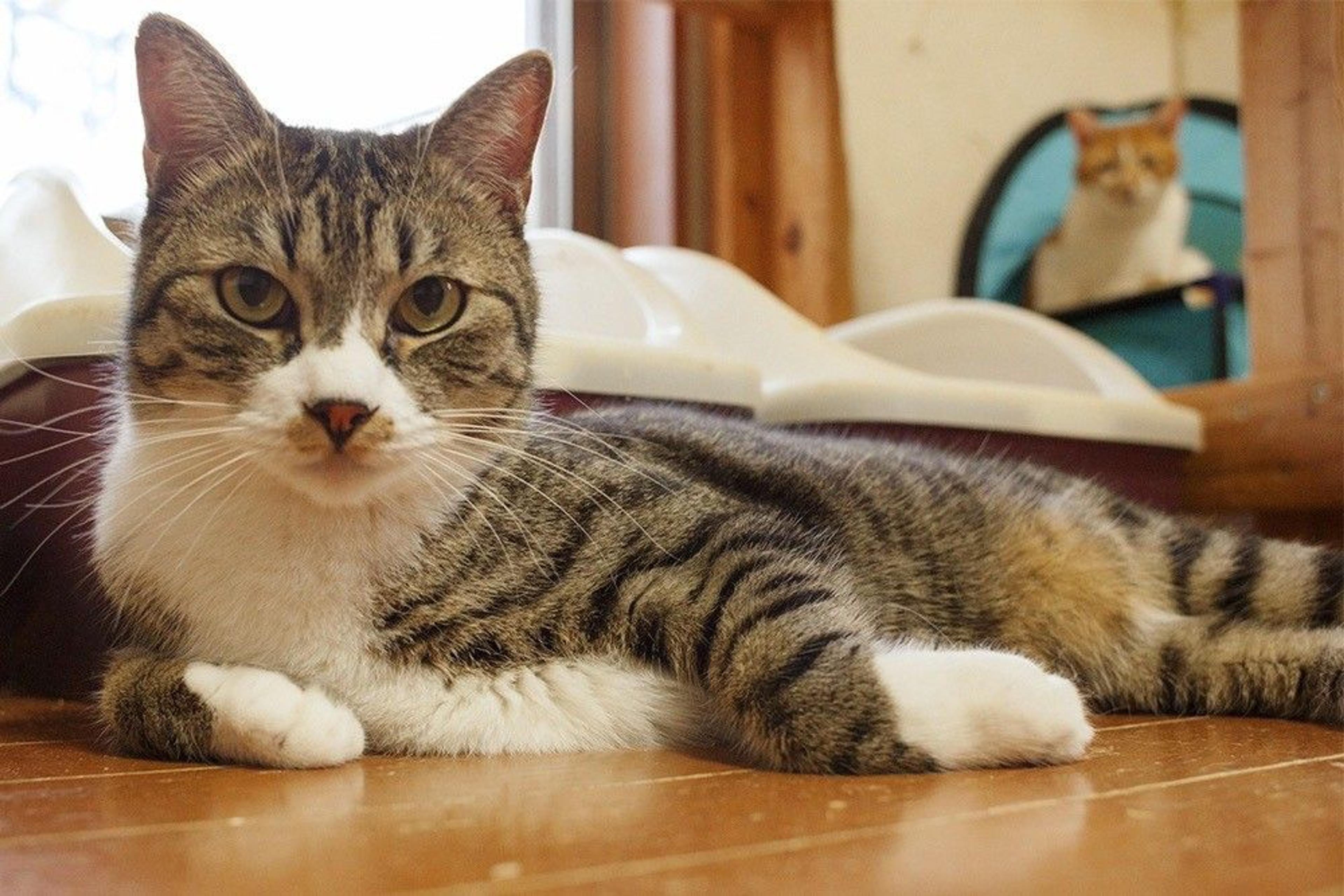 pet-image-5