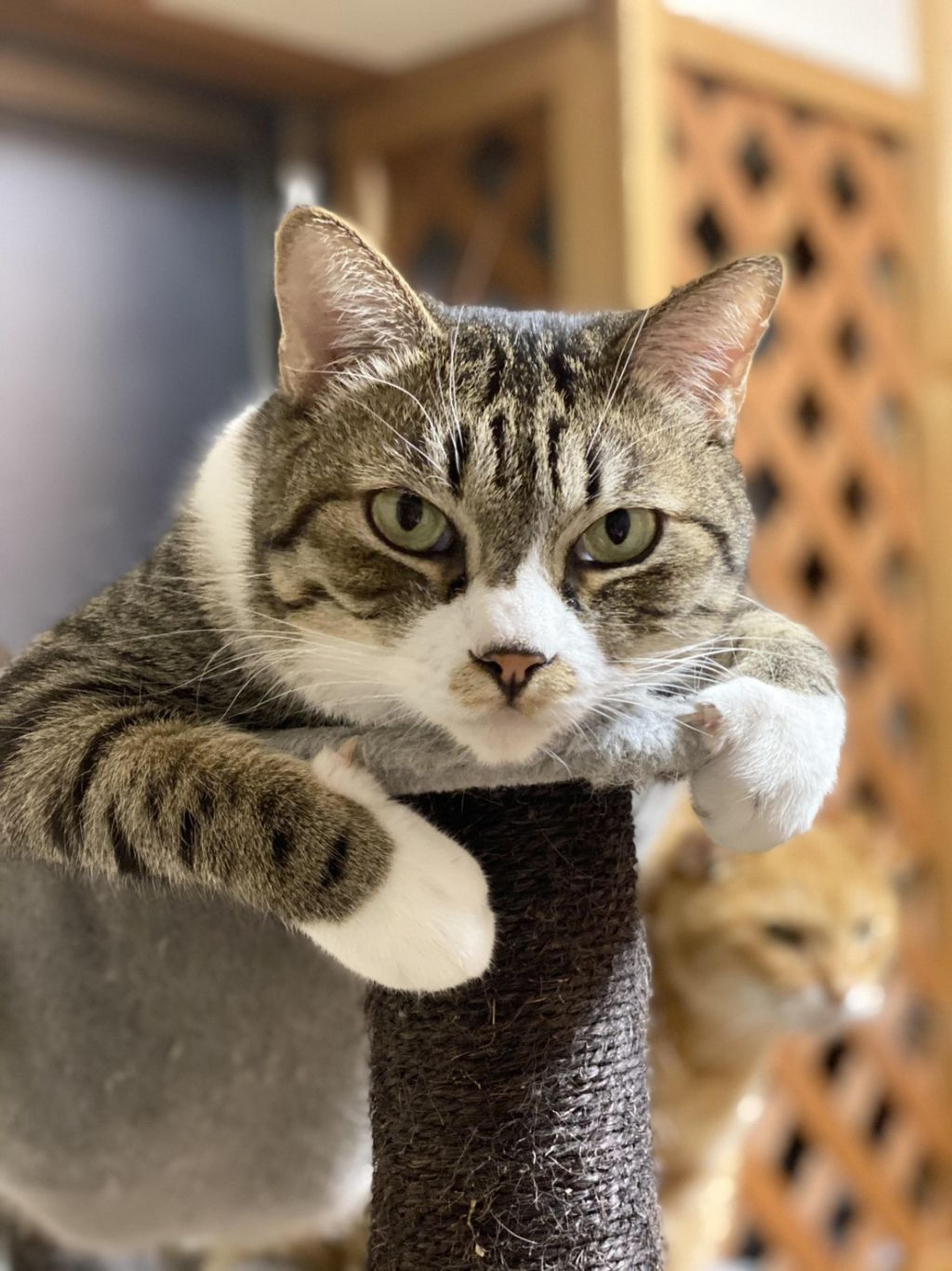 pet-image-6