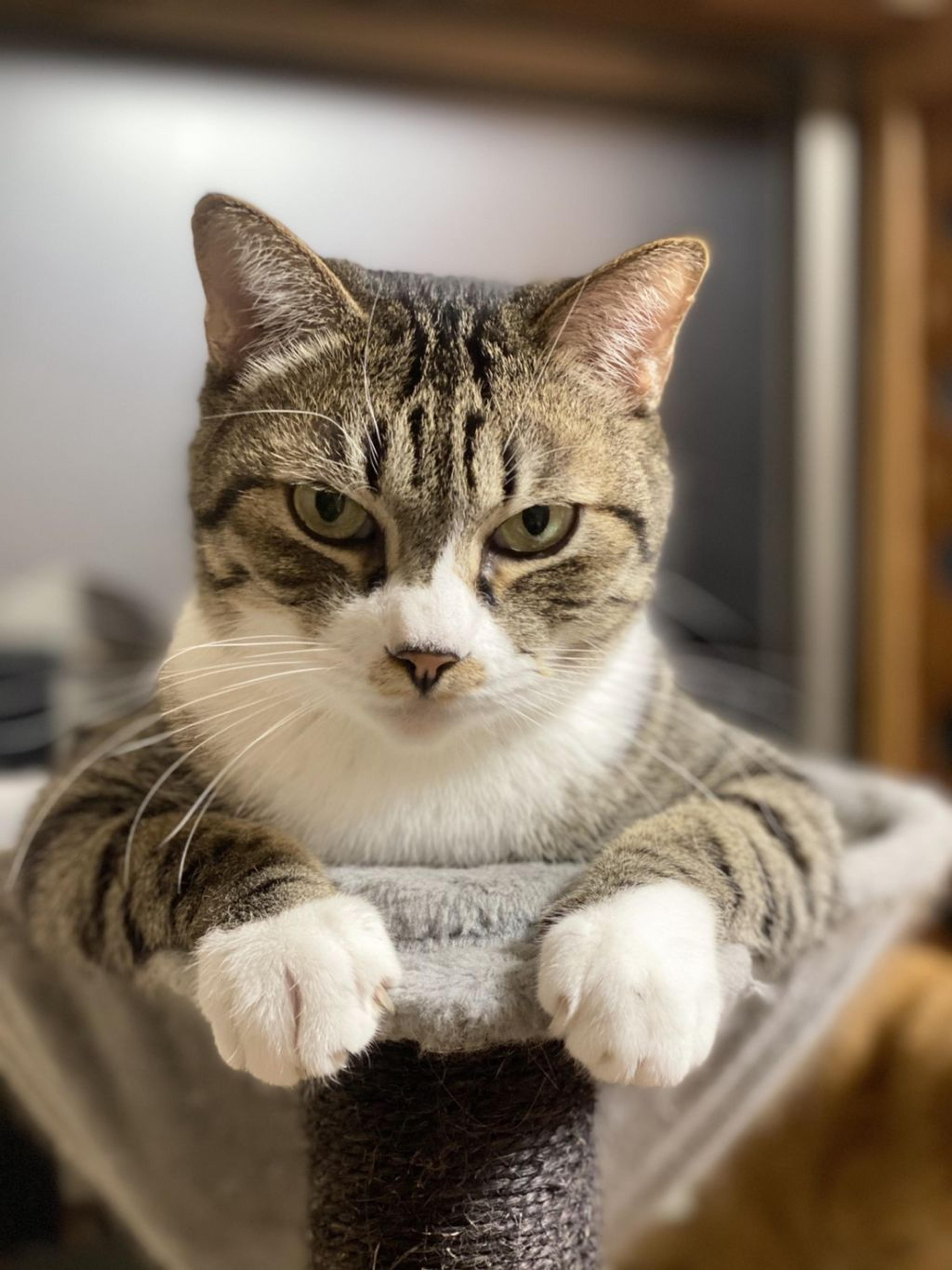 pet-image-7