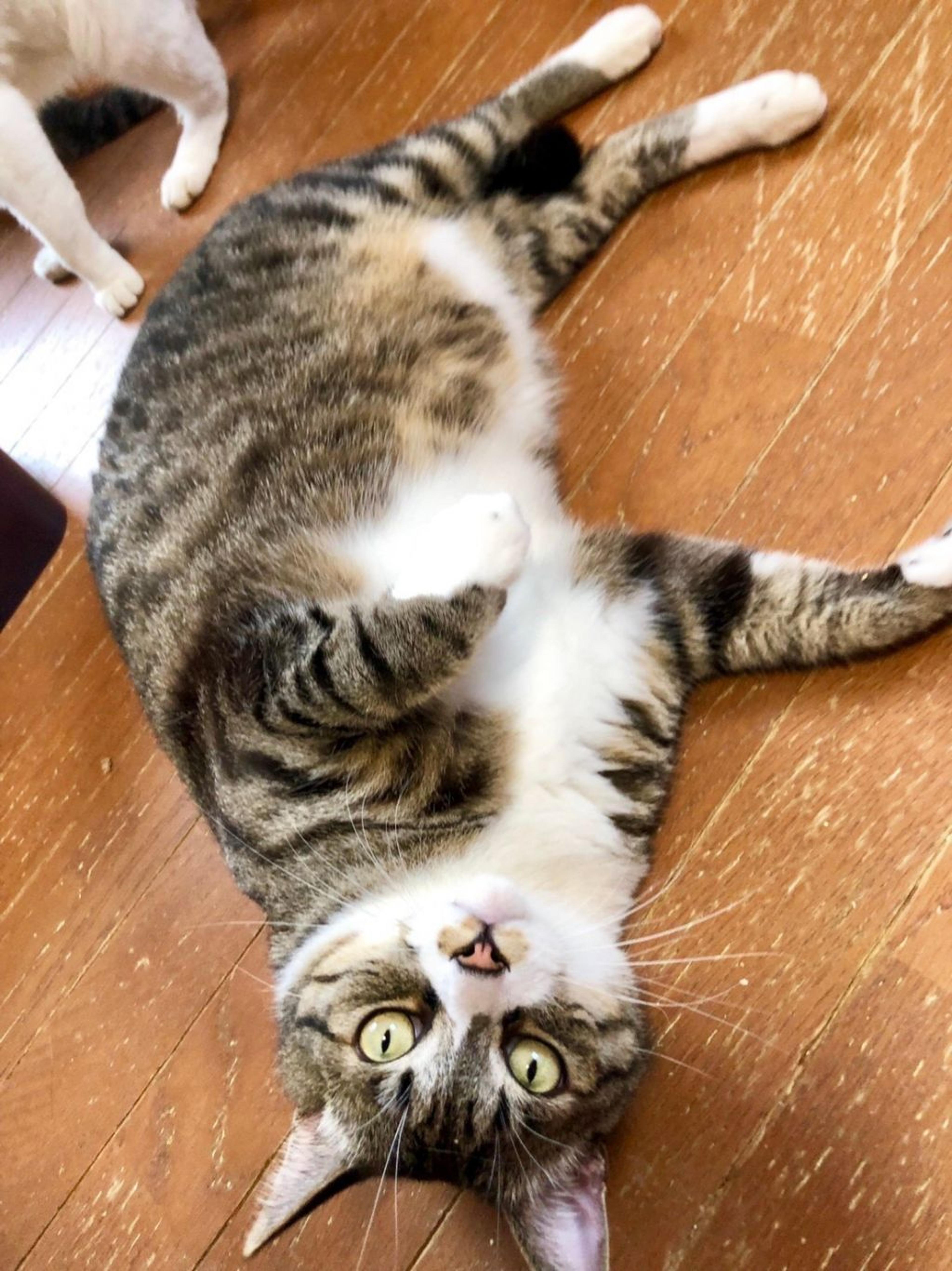 pet-image-8