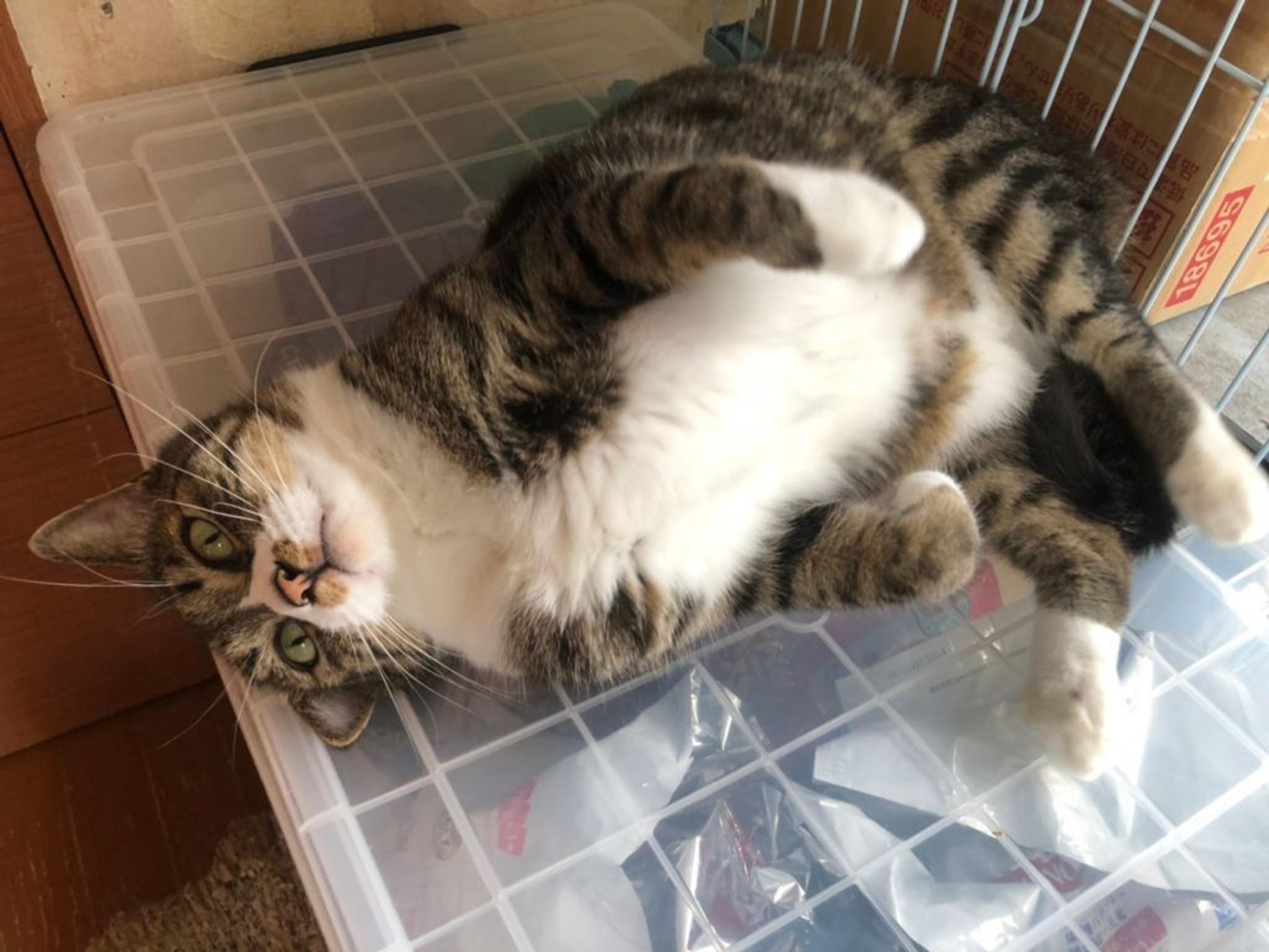 pet-image-9