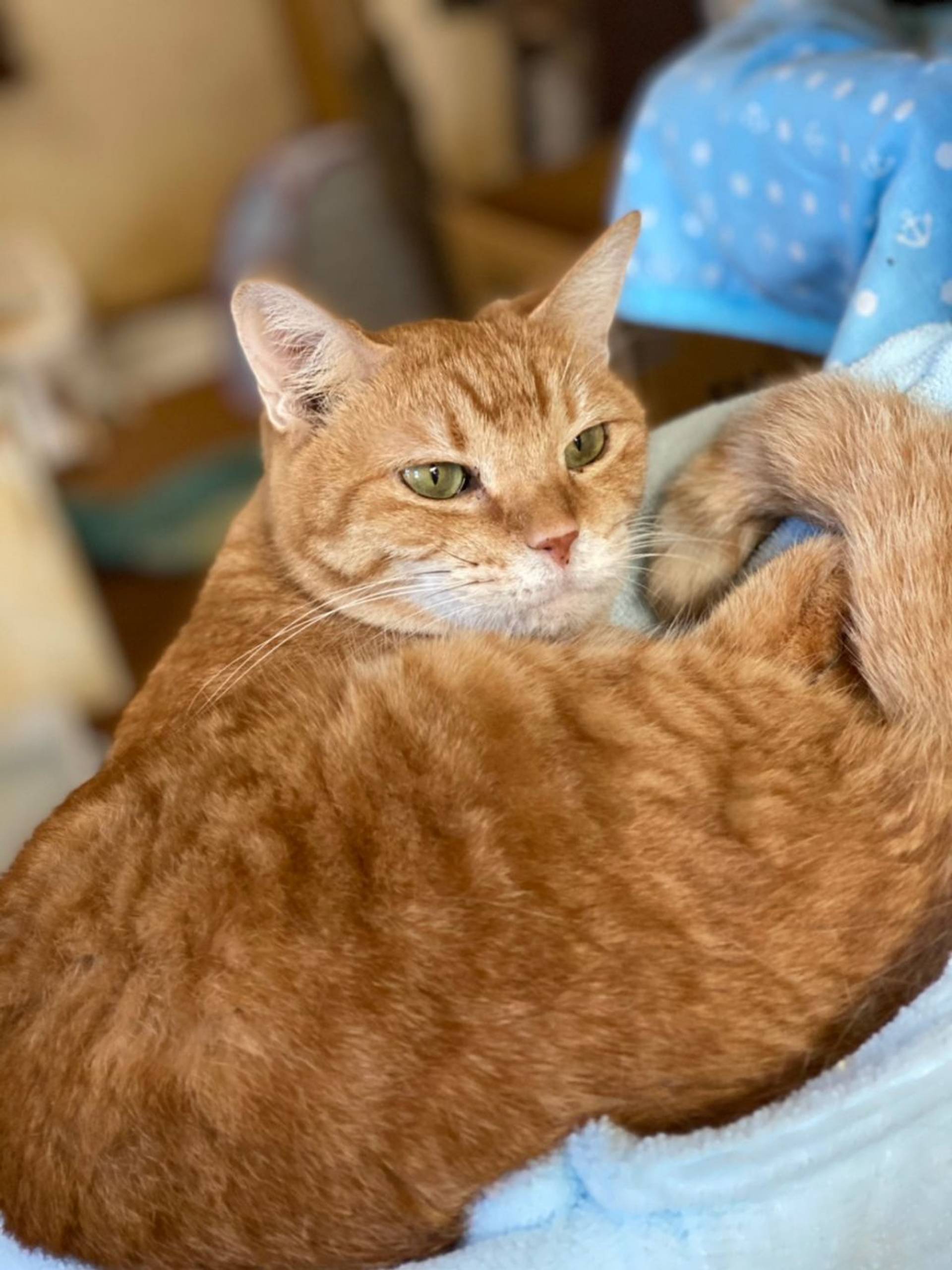 雑種（ミックス猫）・メスの里親募集の写真