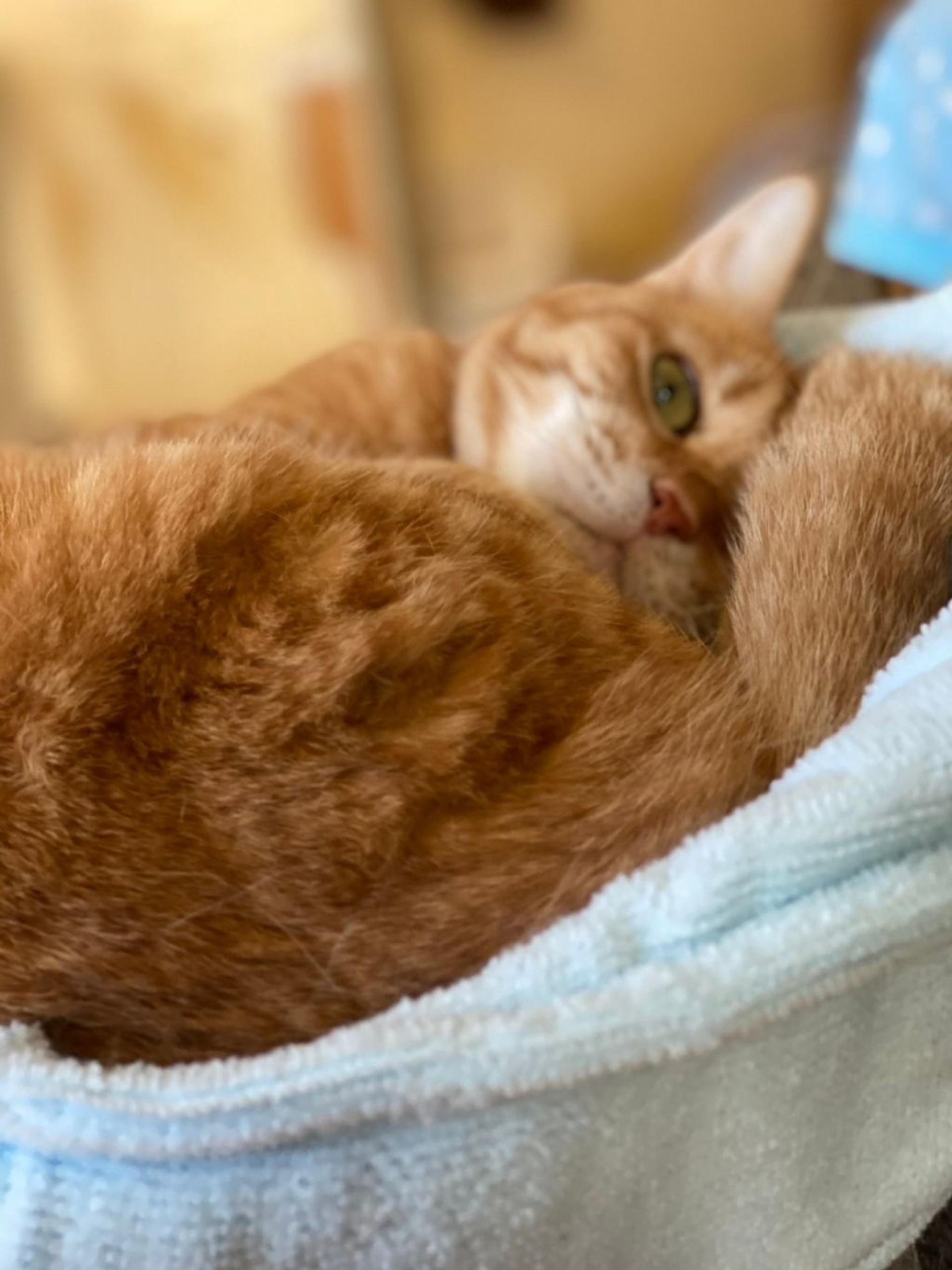 pet-image-2