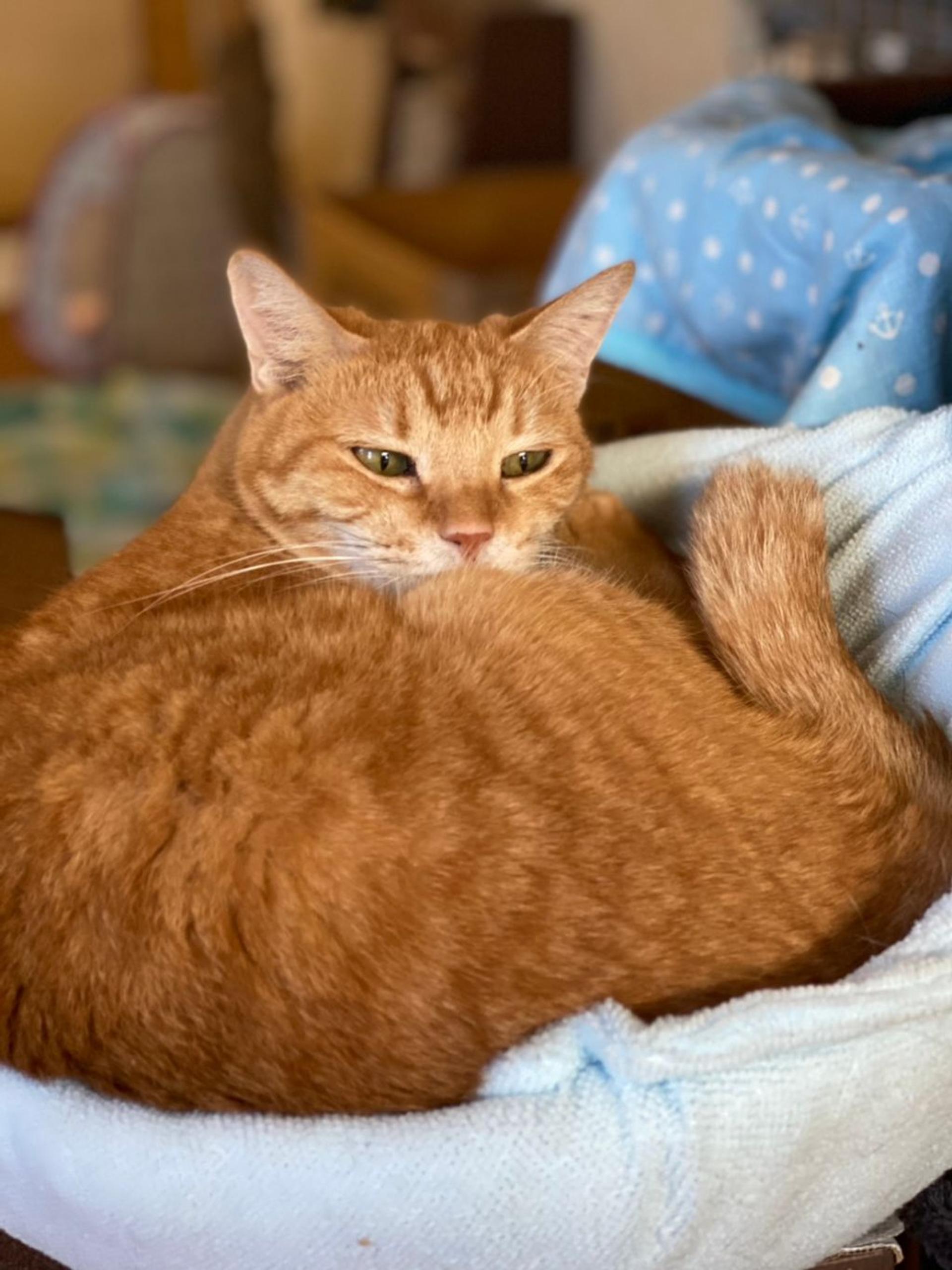 pet-image-4