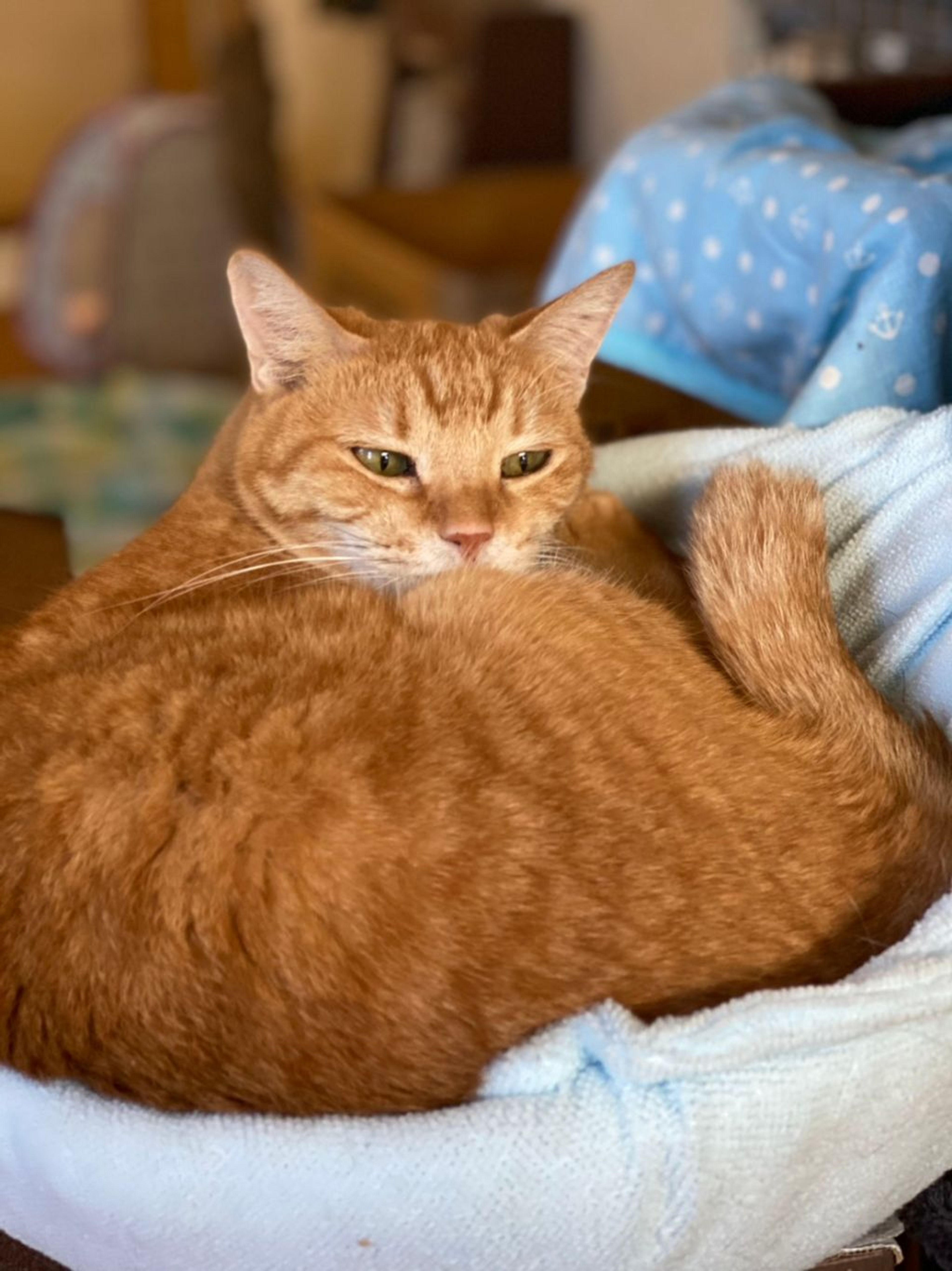 pet-image-4