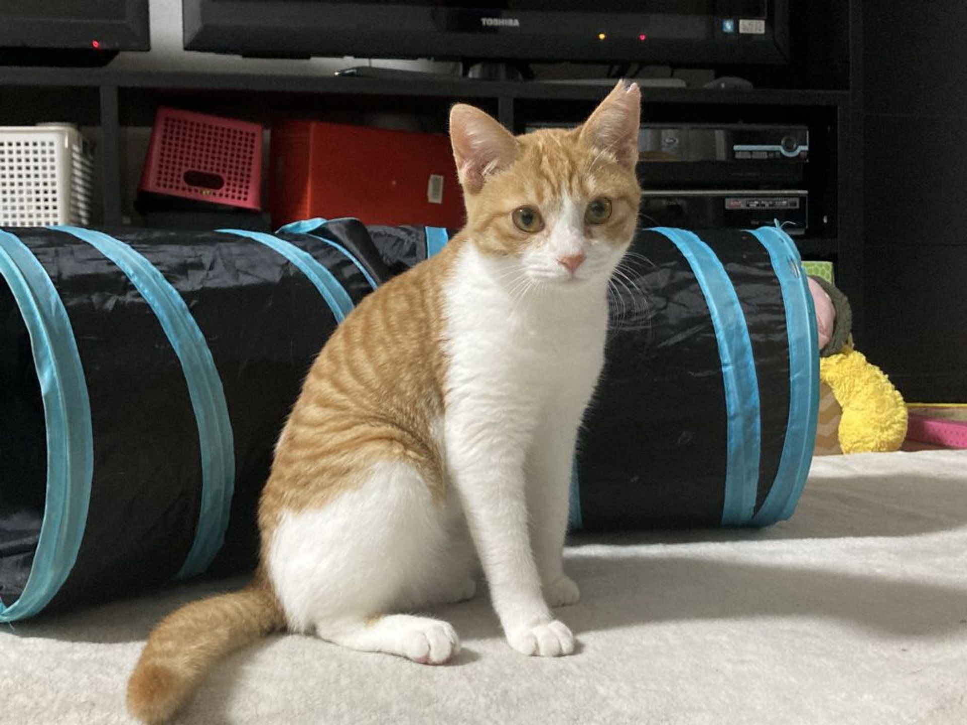 雑種（ミックス猫）・メスの里親募集の写真