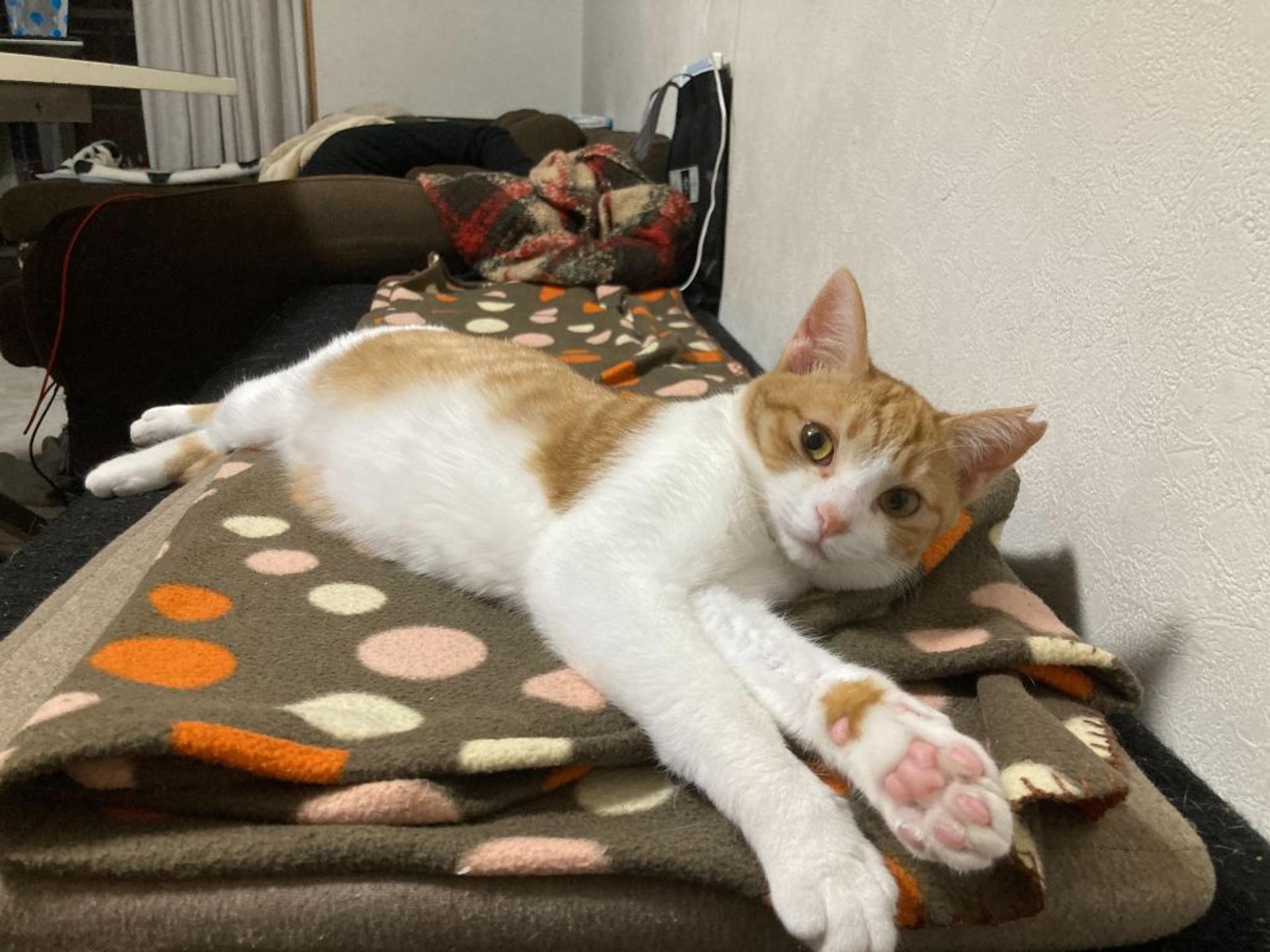 pet-image-2