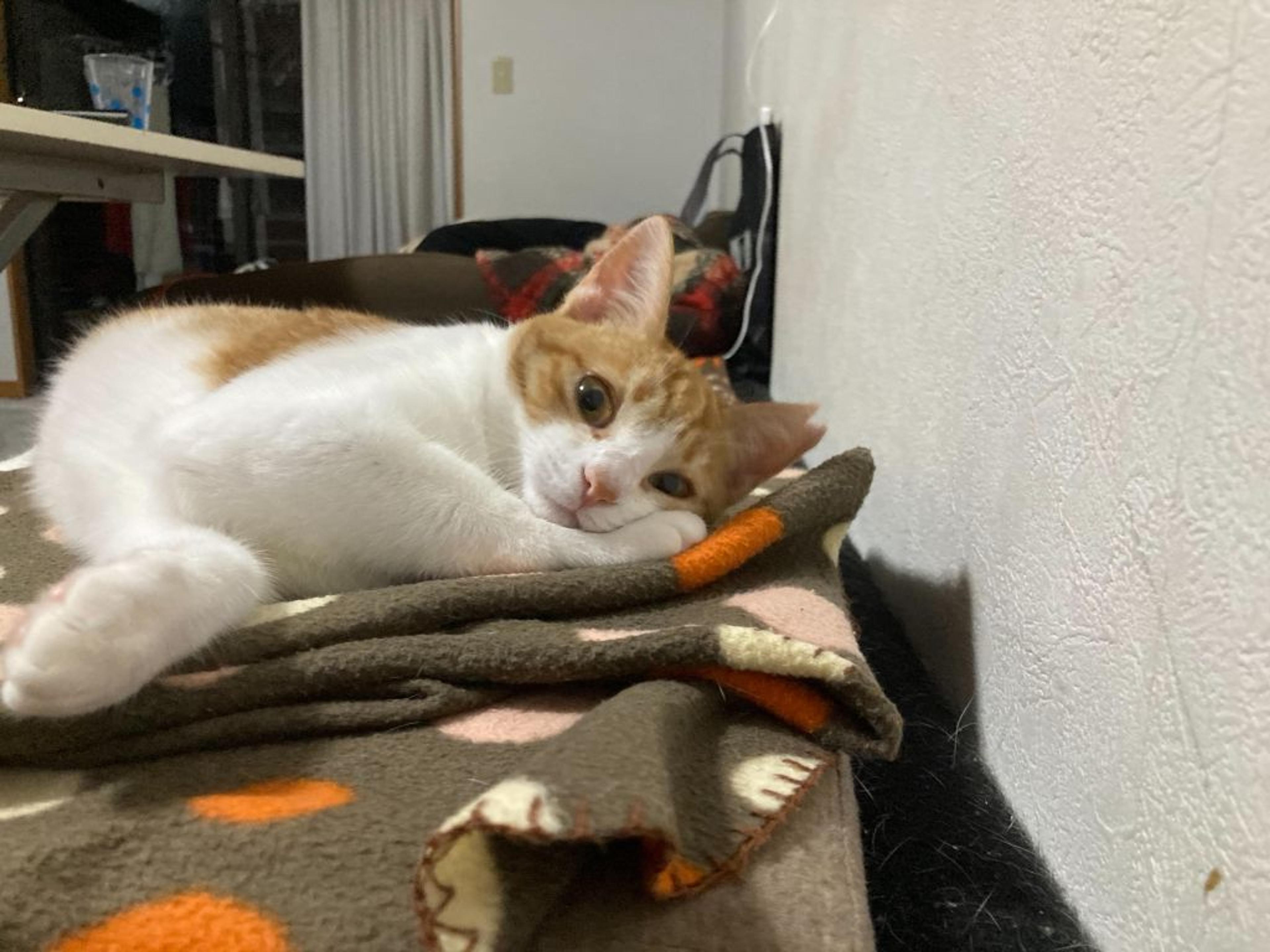 pet-image-5
