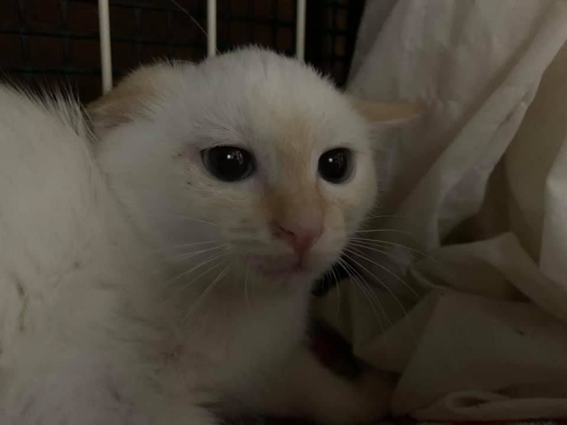 雑種（ミックス猫）・メスの里親募集の写真