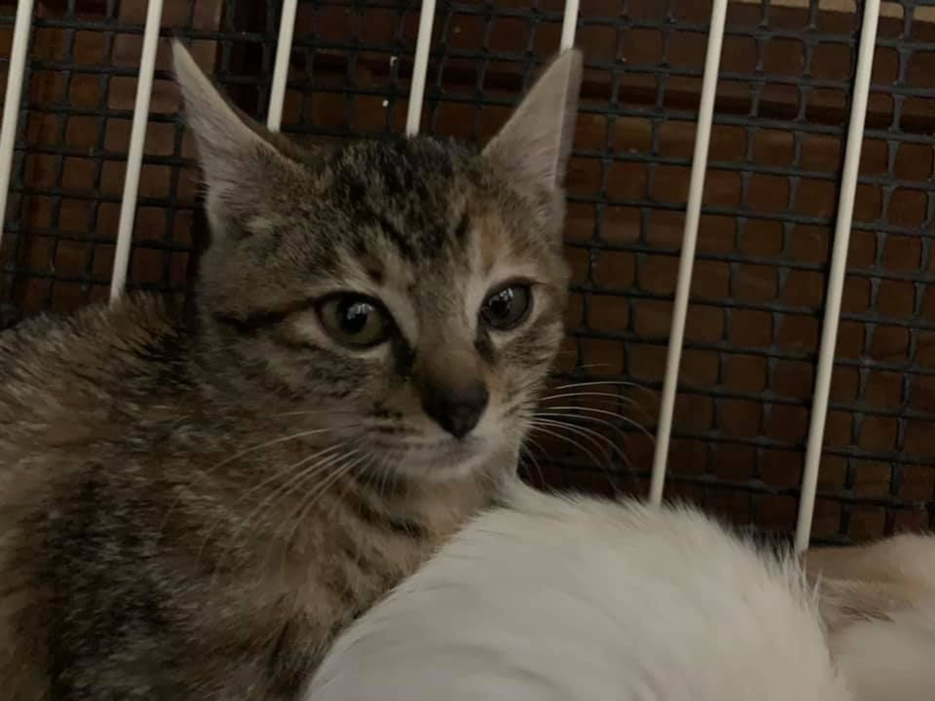 雑種（ミックス猫）・メスの里親募集の写真
